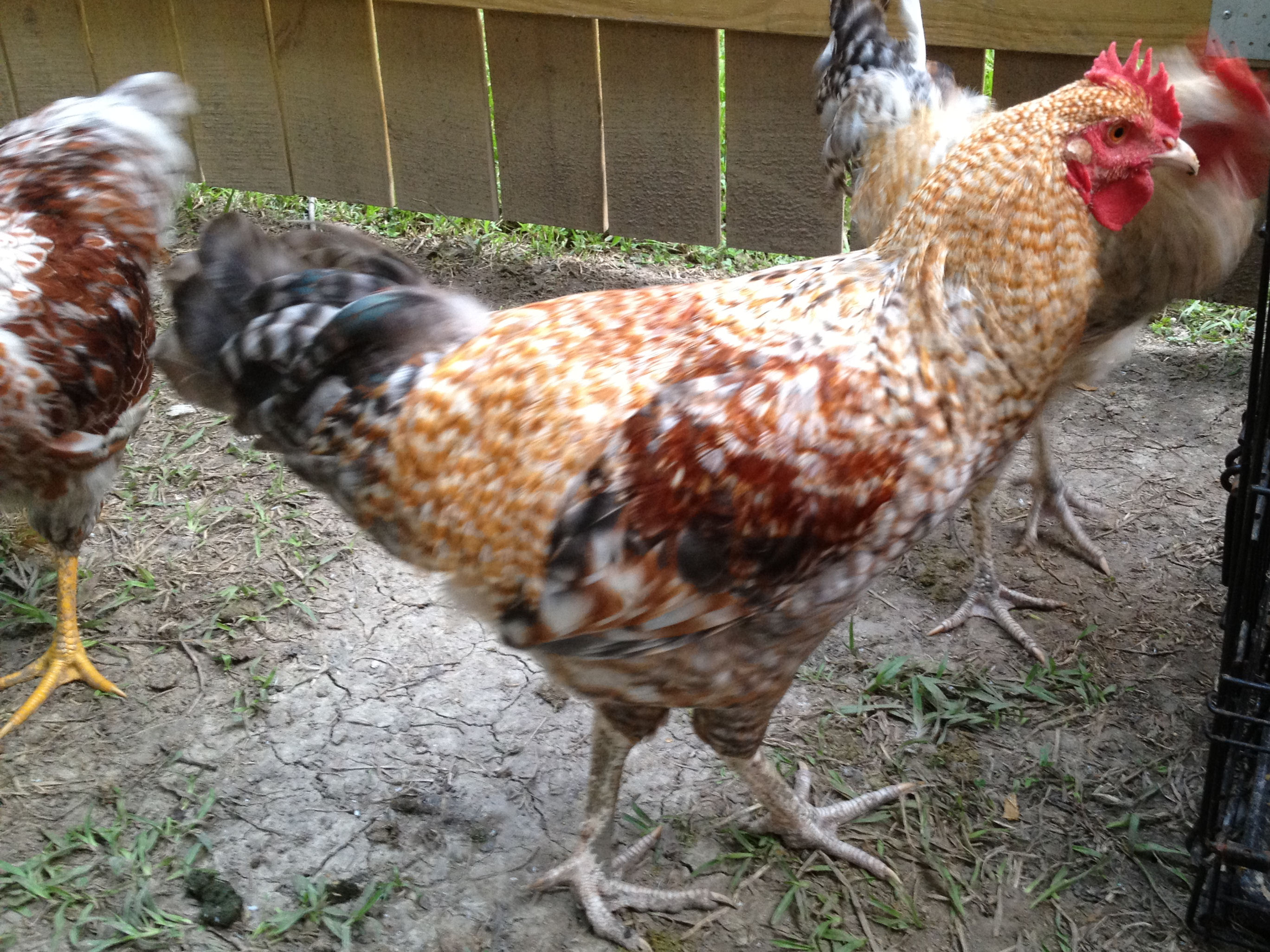 This was taken 08-01-12. This boy is gorgeous now, but he is in my mixed flock and will be rehomed because he has a carnation comb (side sprigs on each side of the blade of the comb. I couldn't bring myself to process him because I loved his coloring so much.