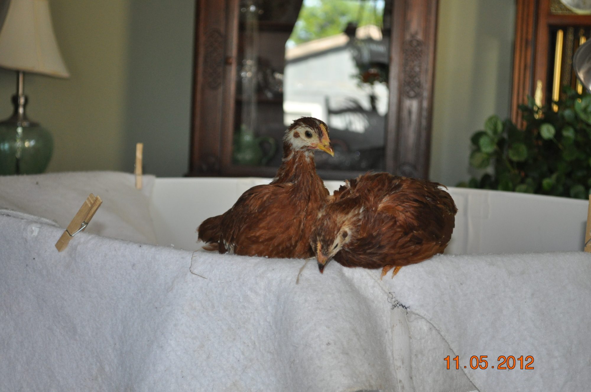 This was the day I decided it was time to move the chicks outside! They were ready to fly the coop!!