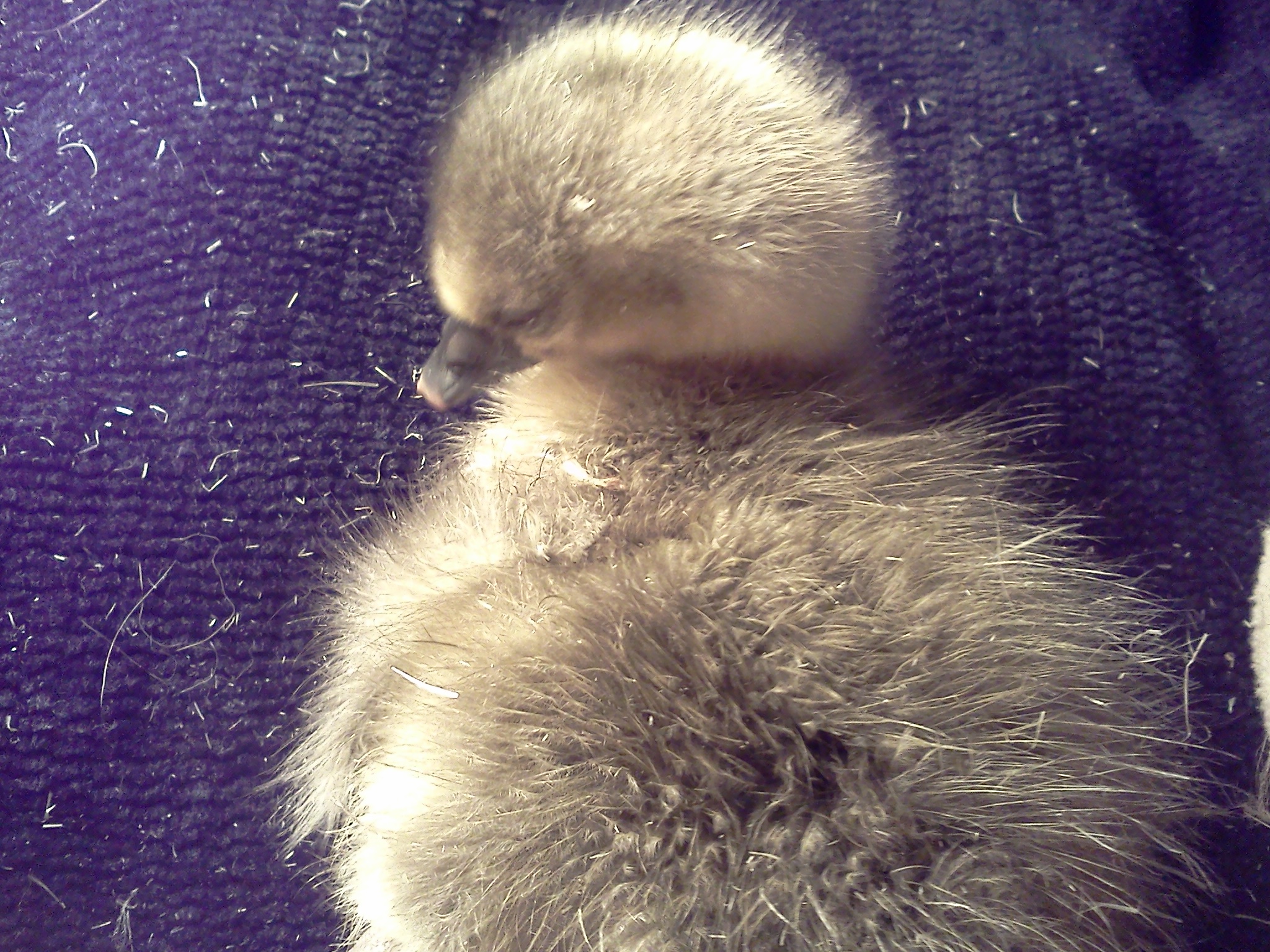 This was the first baby of the season (2013). Sadly, the poor little guy didn't make it. :(