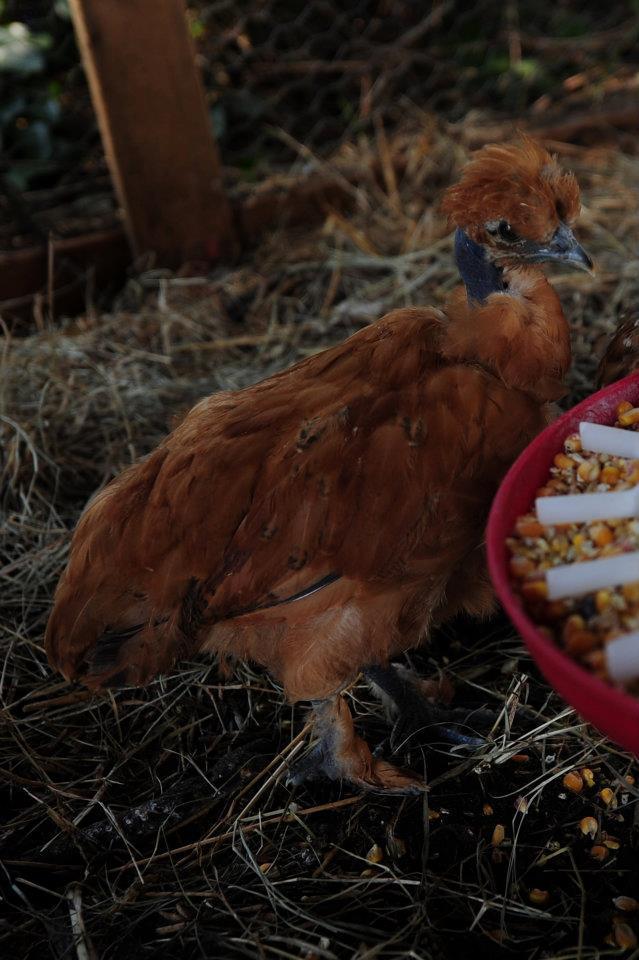 This was the first bird that introduced me to the Showgirl breed/ cross. She is also my most dutiful layer.