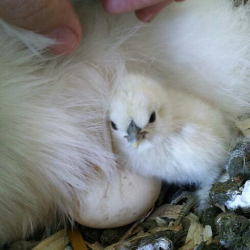 This was the first chick. I went in to do my normal tending in the mornings and heard some peeping. Thought it might be the baby birds in the roof, but nope! Saw this little one poke it's head out from under mom! I was so excited! They have been laying on eggs for almost a year and we never hatched anything yet!