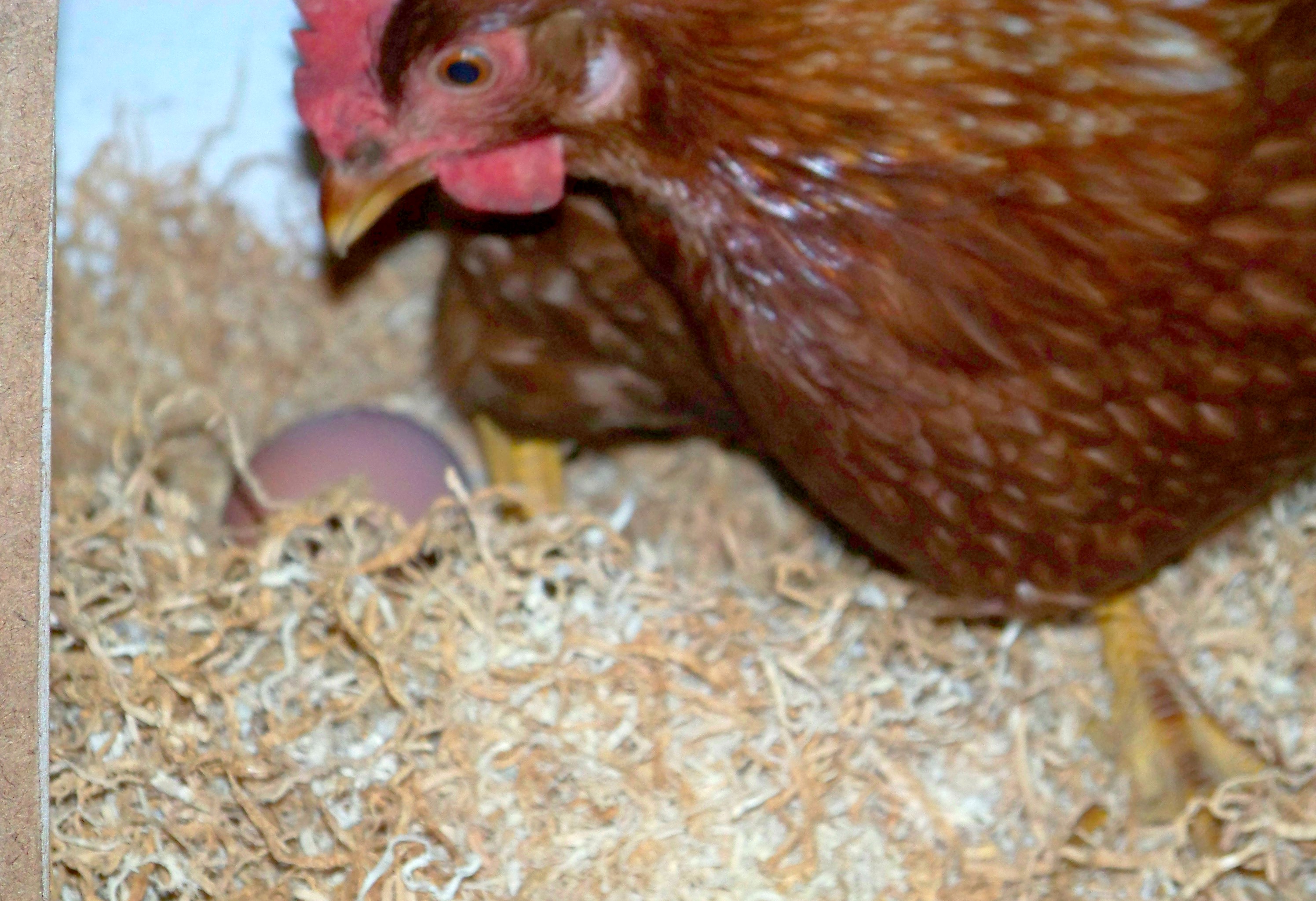This was the first egg that was laid in the coop, about 30 minutes after they arrived!