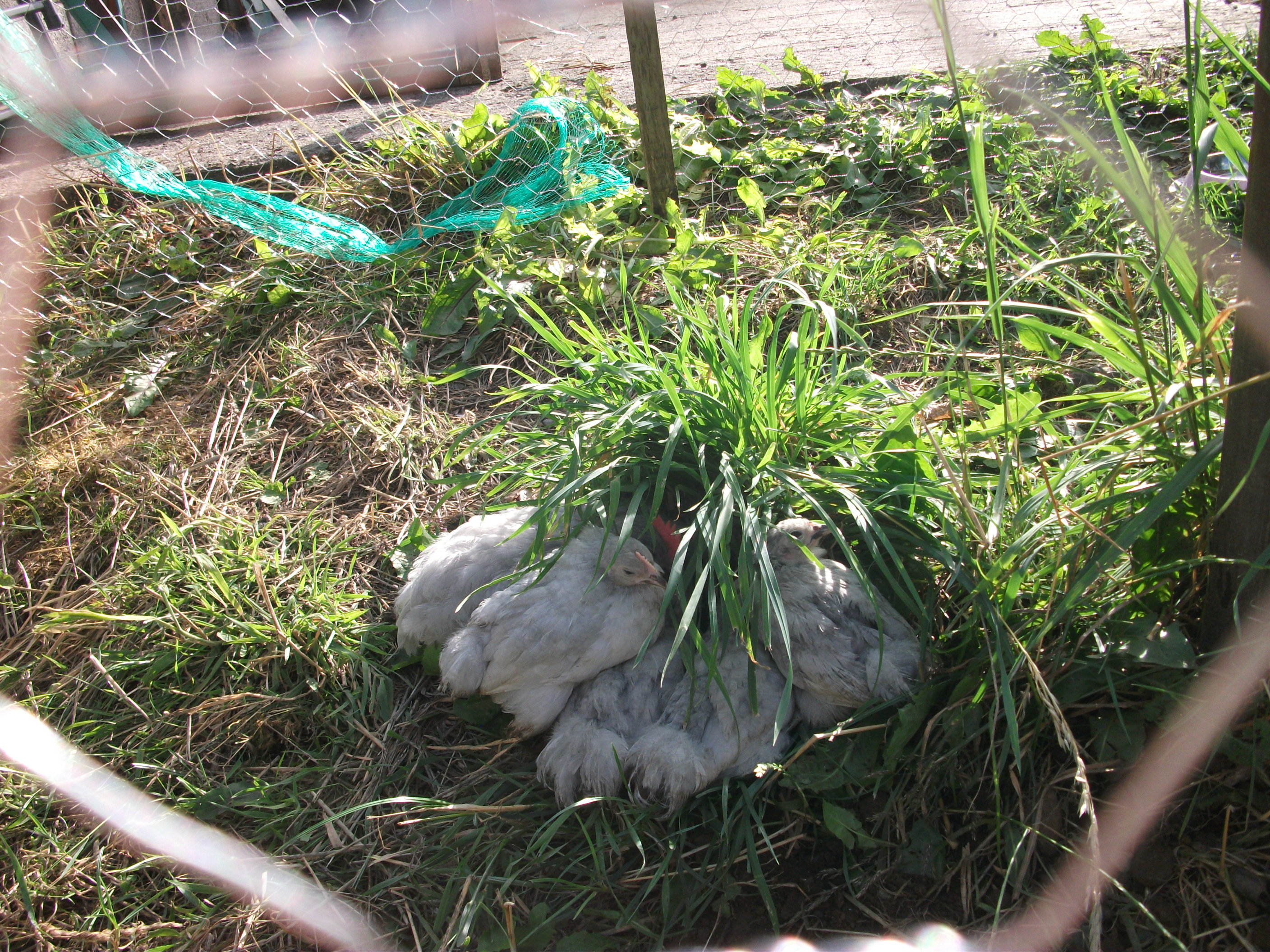 this was the first weak that we had the 5 lavenders and they all huddled up under a pile of grass that was growing in their small pen haha XD