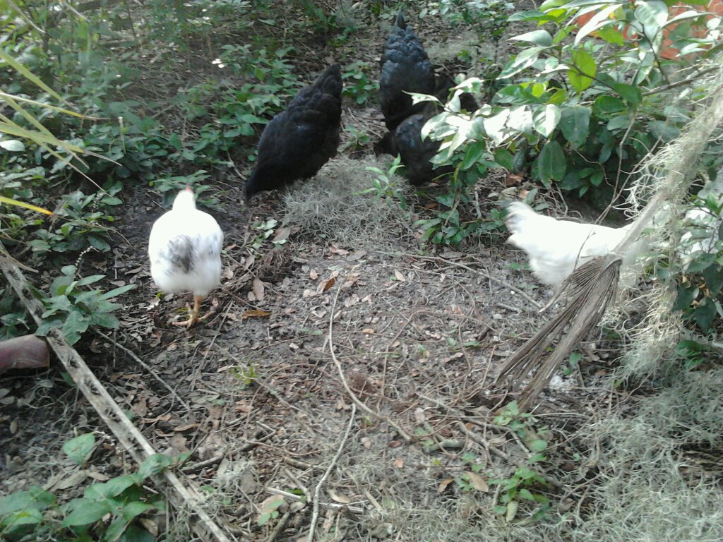 This was their first day out of the coop. 2 months old.