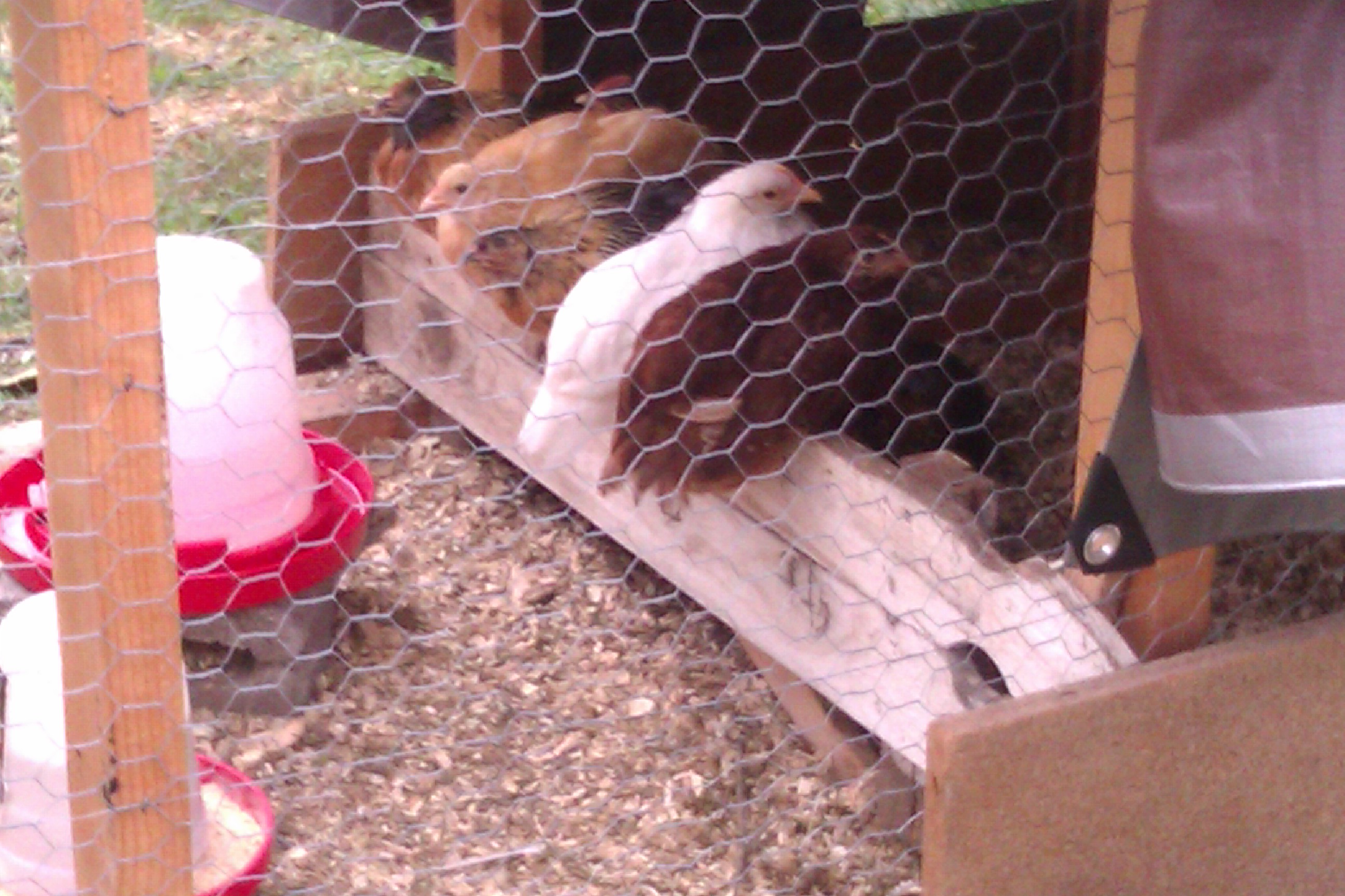 This was there small pen.