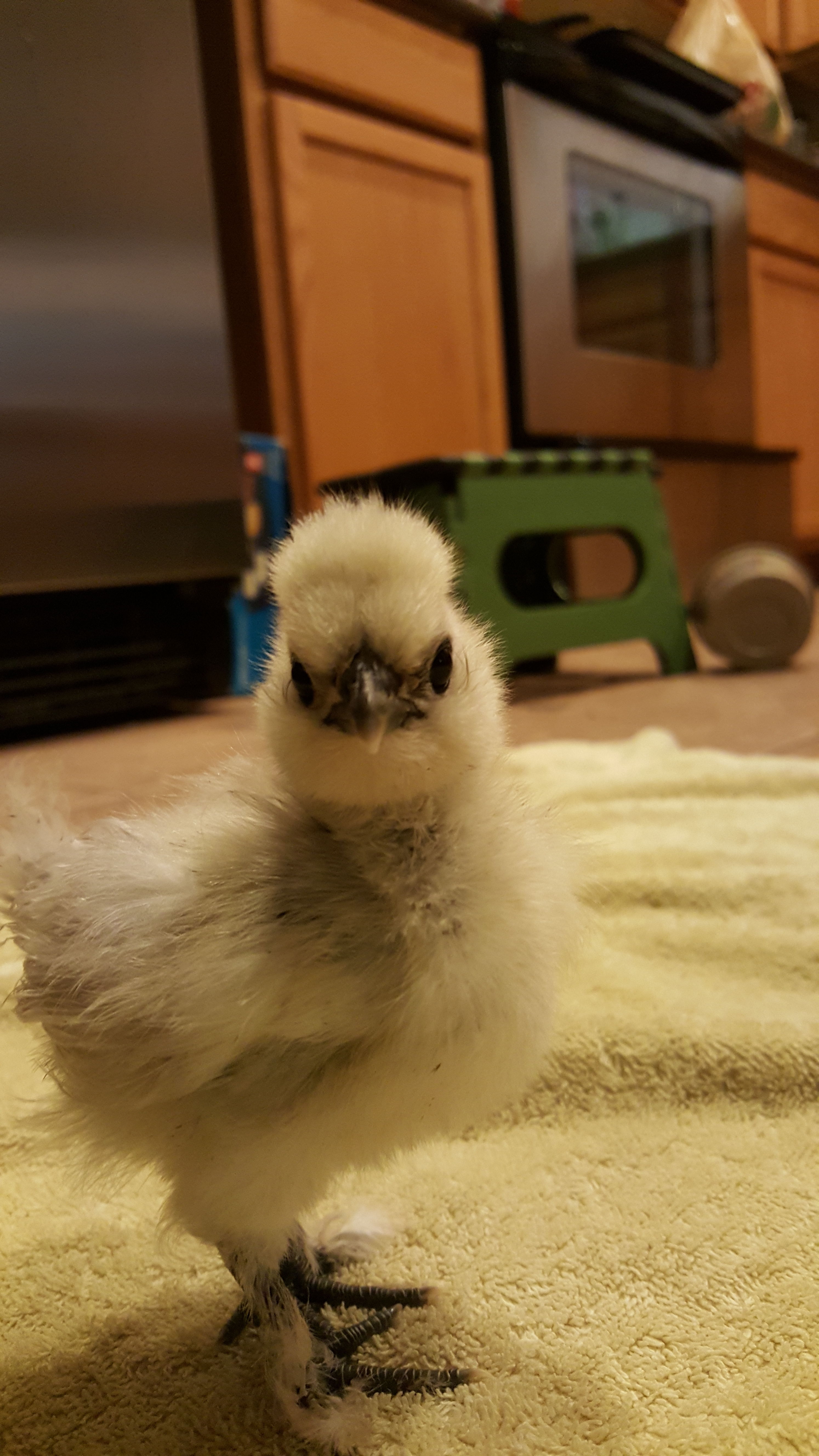 This was when my silkie Gonzo was still a chick. That's a buzz cut compared to what he(or she) has now!