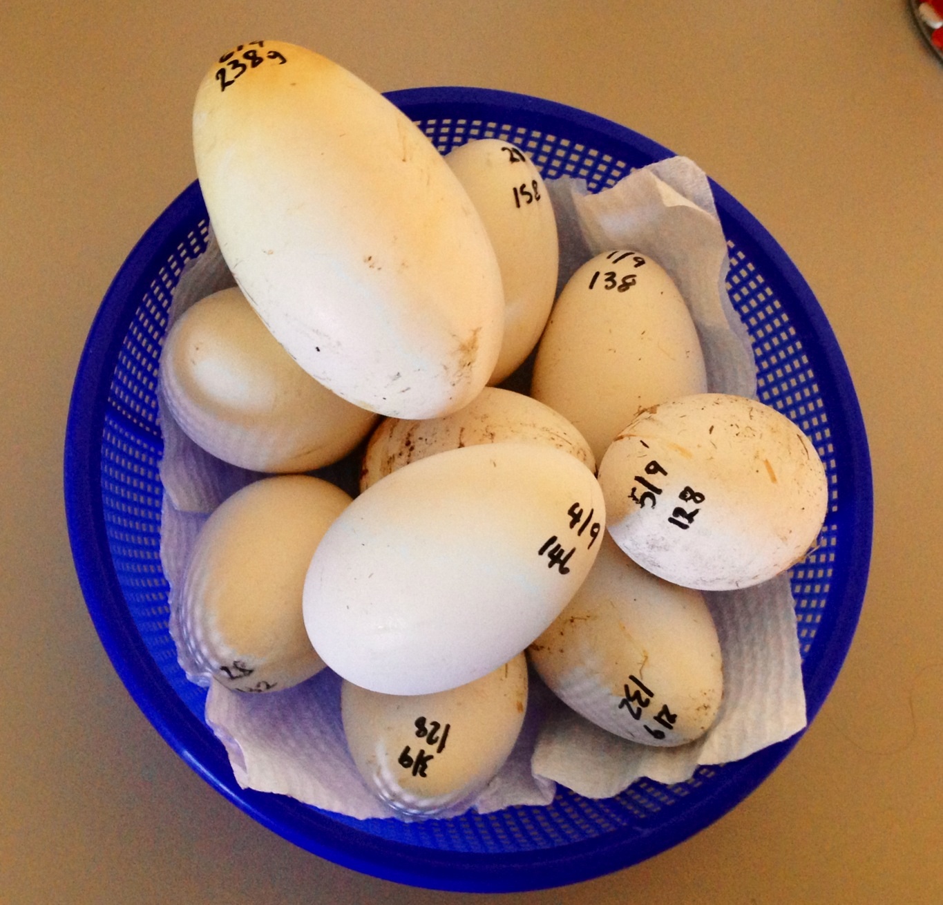This weeks batch of eggs from my girls with Peppers whopper 238 gram monster not really fitting in
