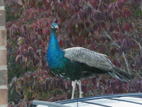 This what i found when i walk out my back door fight before christmas.