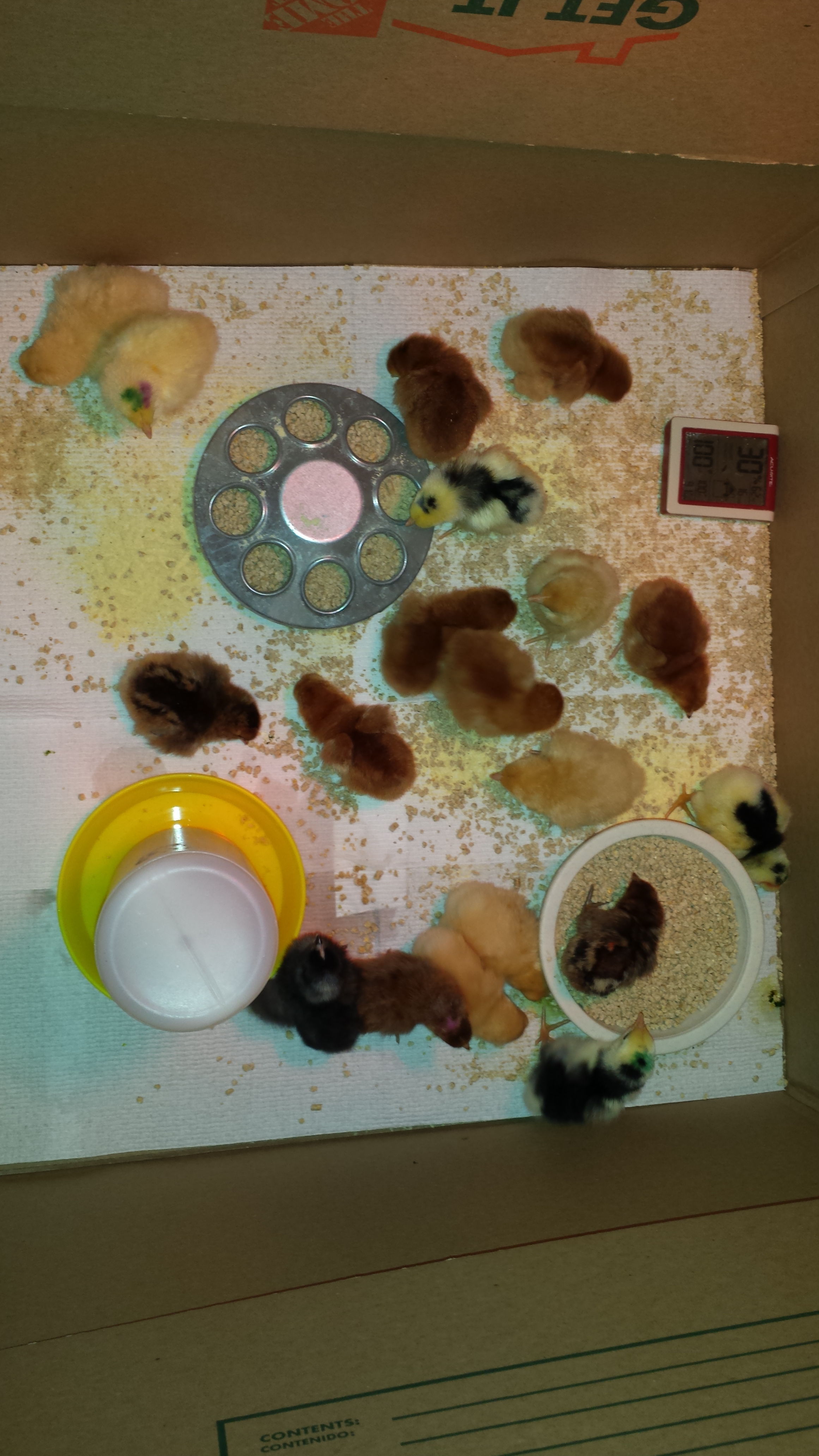 This year peeps!  Born in april, now laying machines....