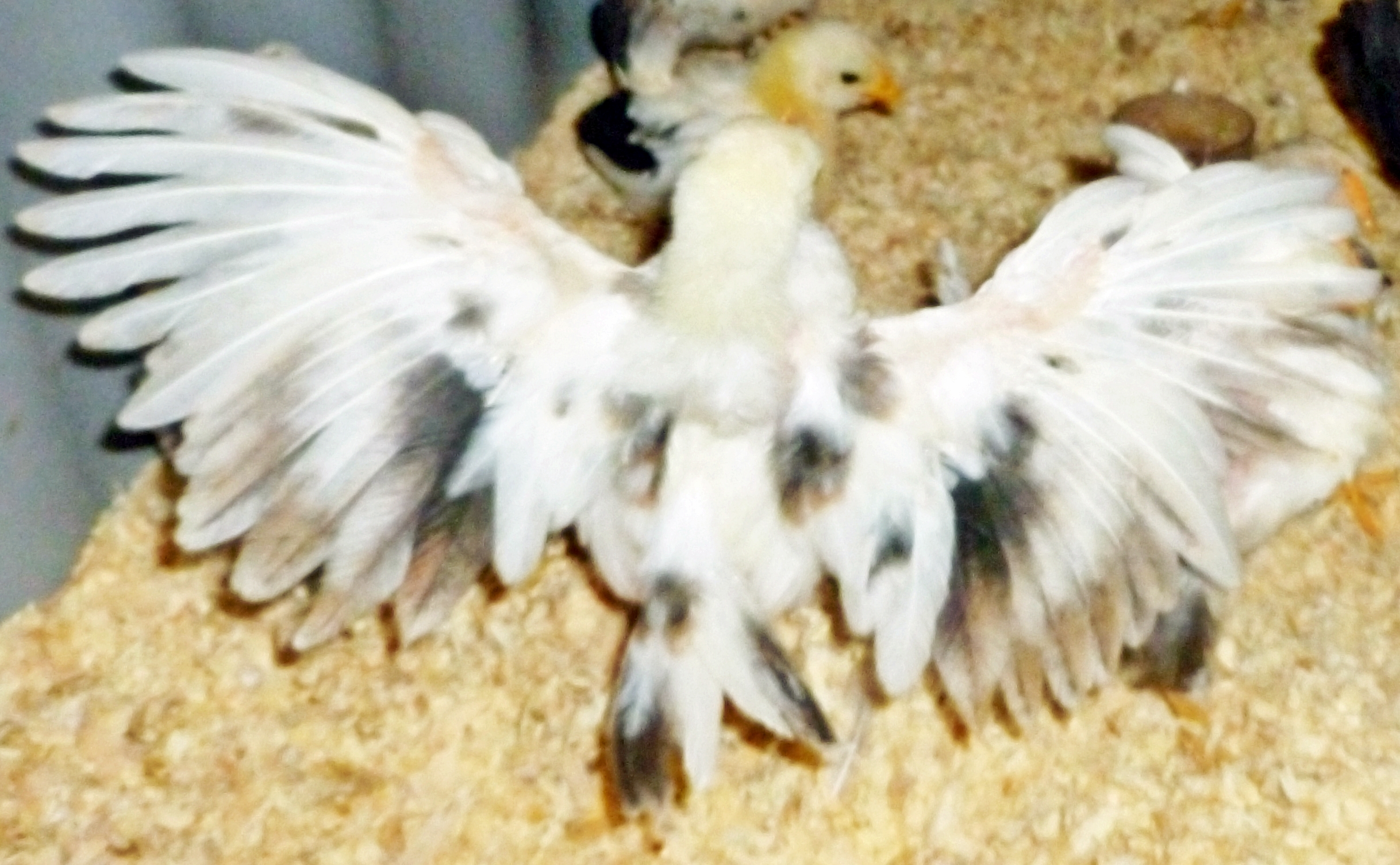 This young boy is from my mottled stock, this year I started to get a few other colors then white on black or black on white, or whites, he gives a good show of the patterns.