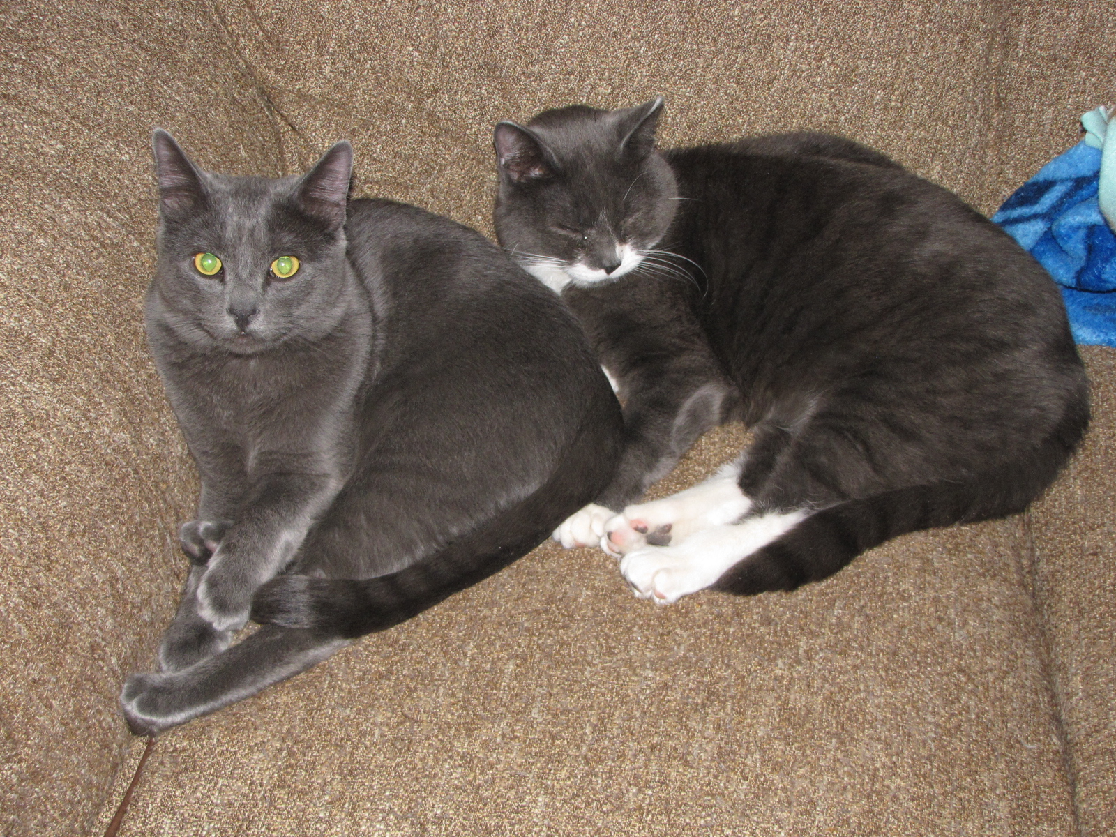 Thor and Velcro snuggling!