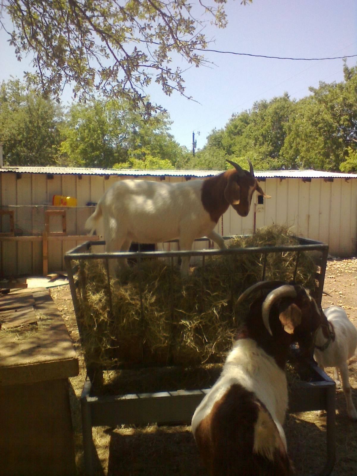 Thor, Daisy, and Annelisse
Daisy thought it was easier to eat from the top where she had no competition to eat.