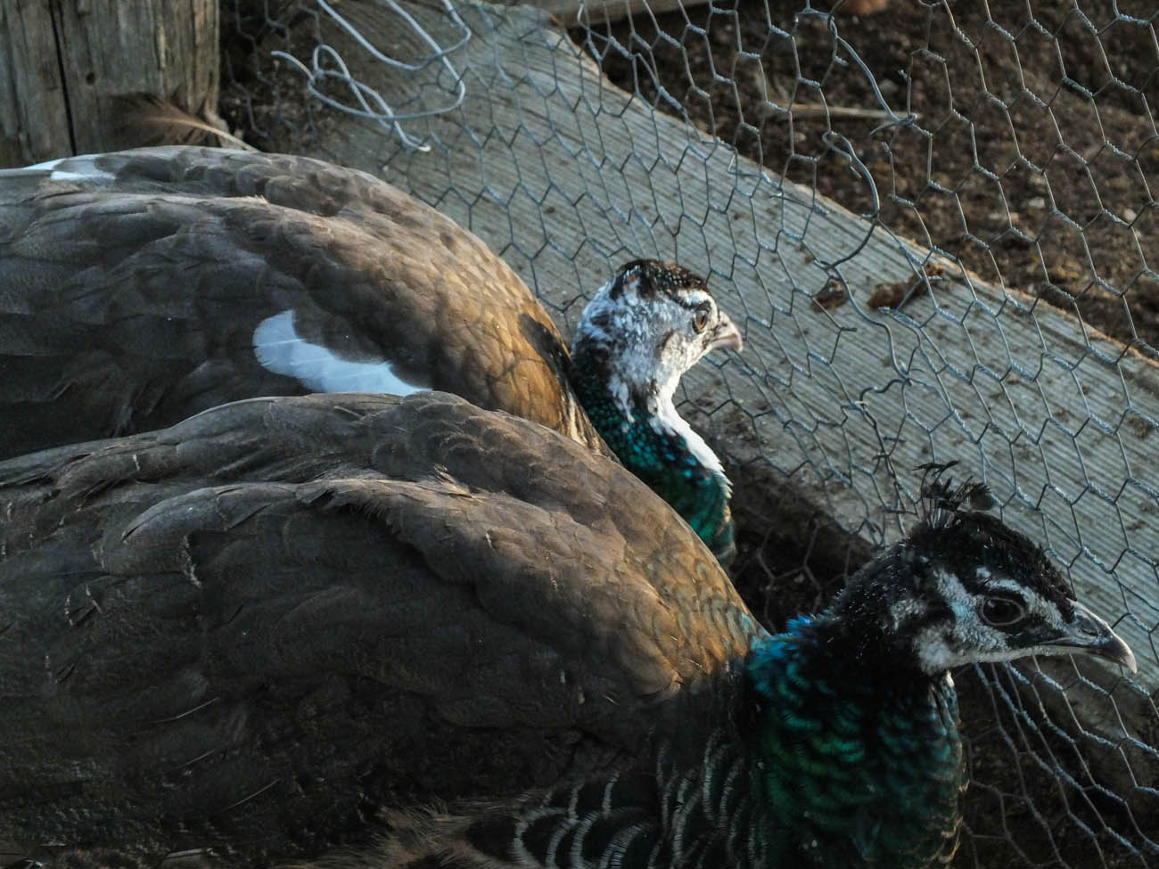 Thor - IB Pied Peacock & Calypso - IB Pied Peahen