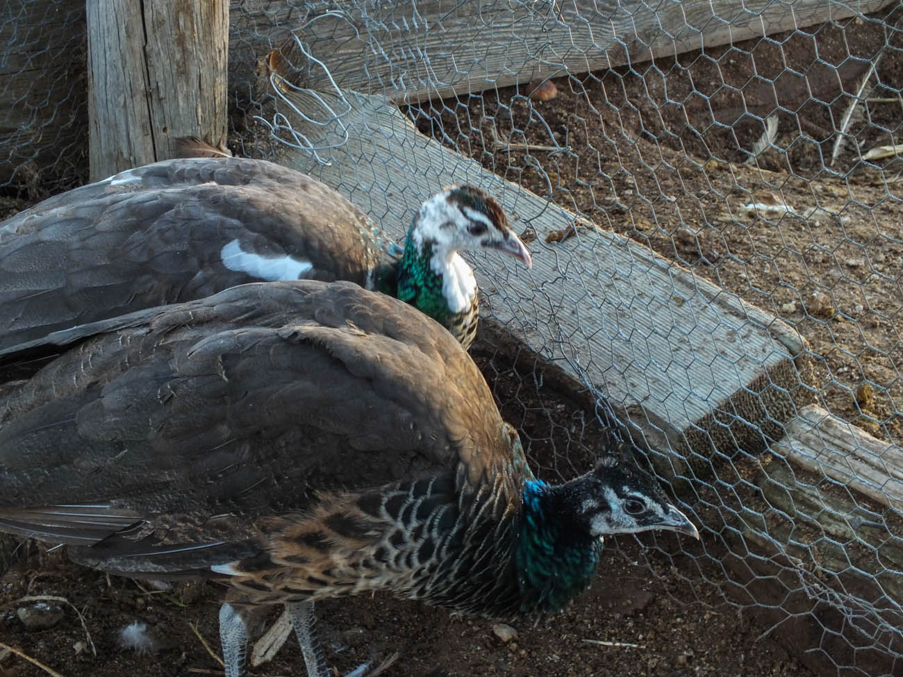 Thor - IB Pied Peacock & Calypso - IB Pied Peahen