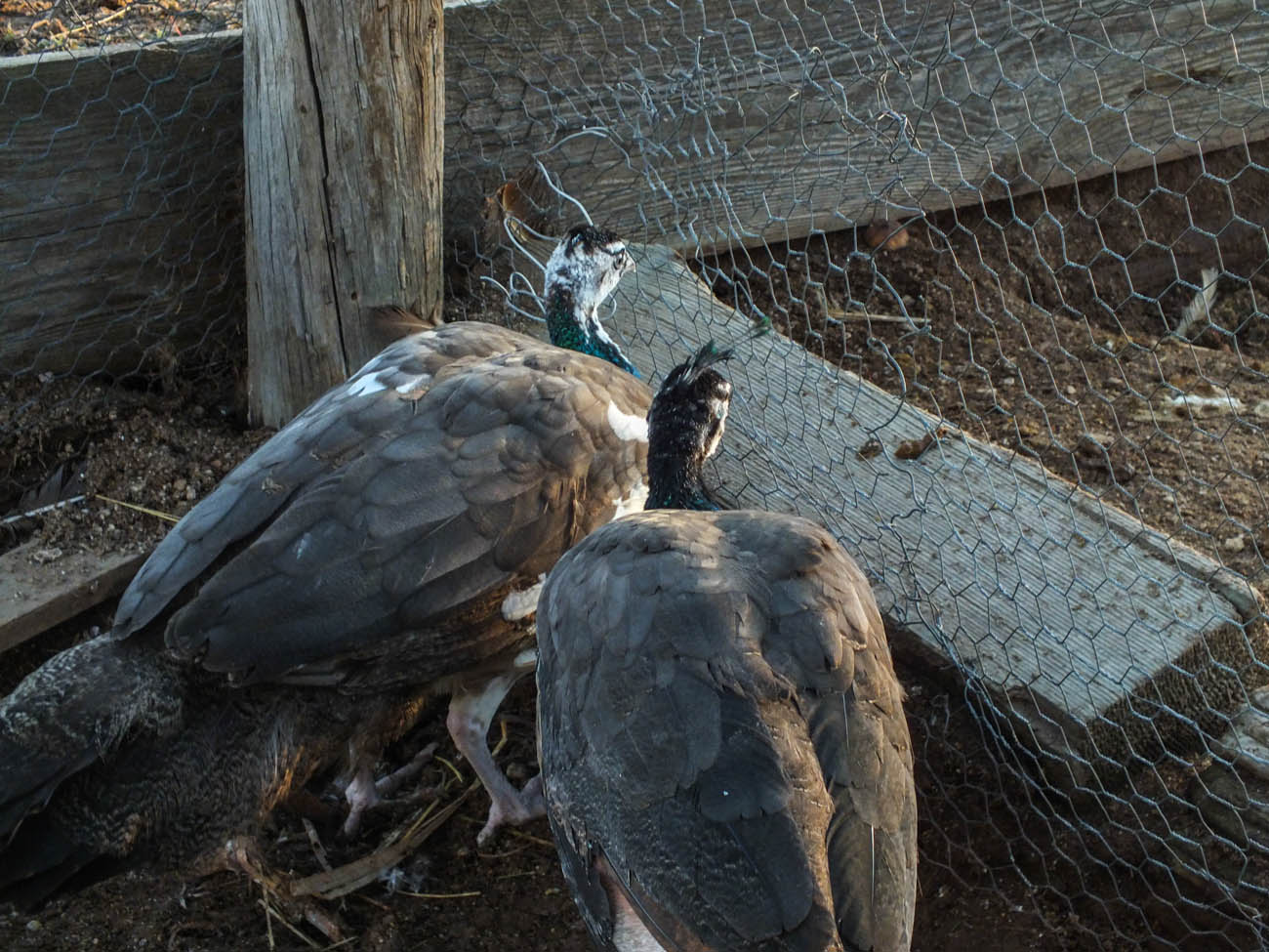 Thor - IB Pied Peacock & Calypso - IB Pied Peahen