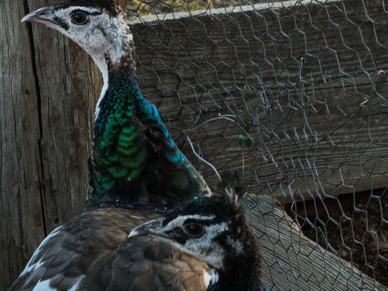 Thor - IB Pied Peacock & Calypso - IB Pied Peahen