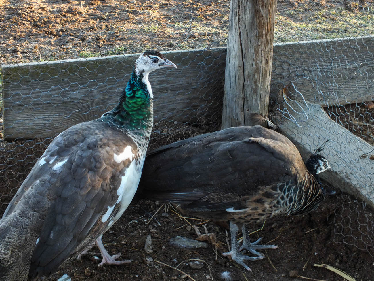 Thor - IB Pied Peacock & Calypso - IB Pied Peahen