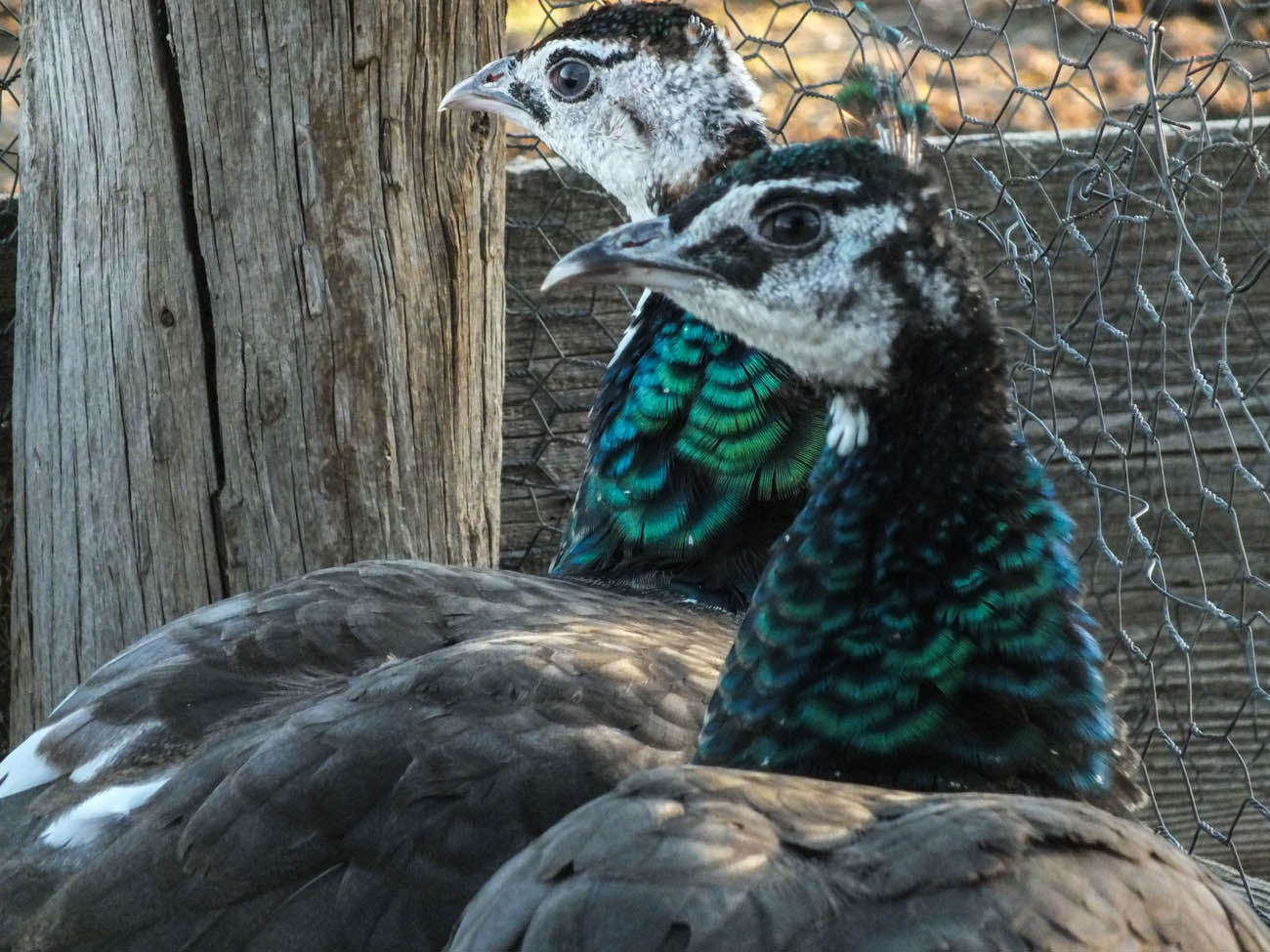 Thor - IB Pied Peacock & Calypso - IB Pied Peahen