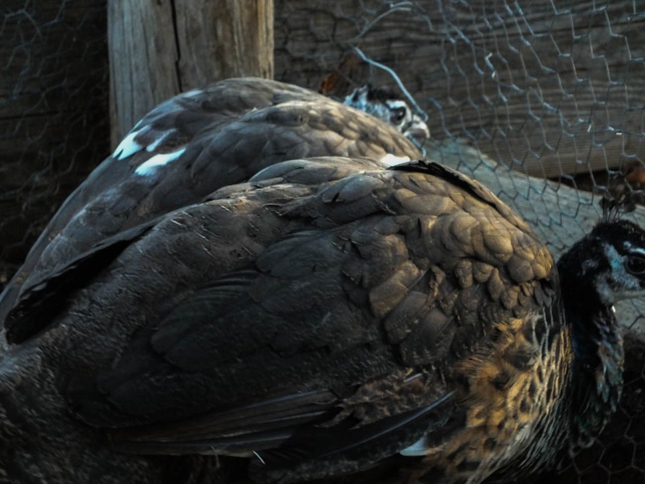 Thor - IB Pied Peacock & Calypso - IB Pied Peahen