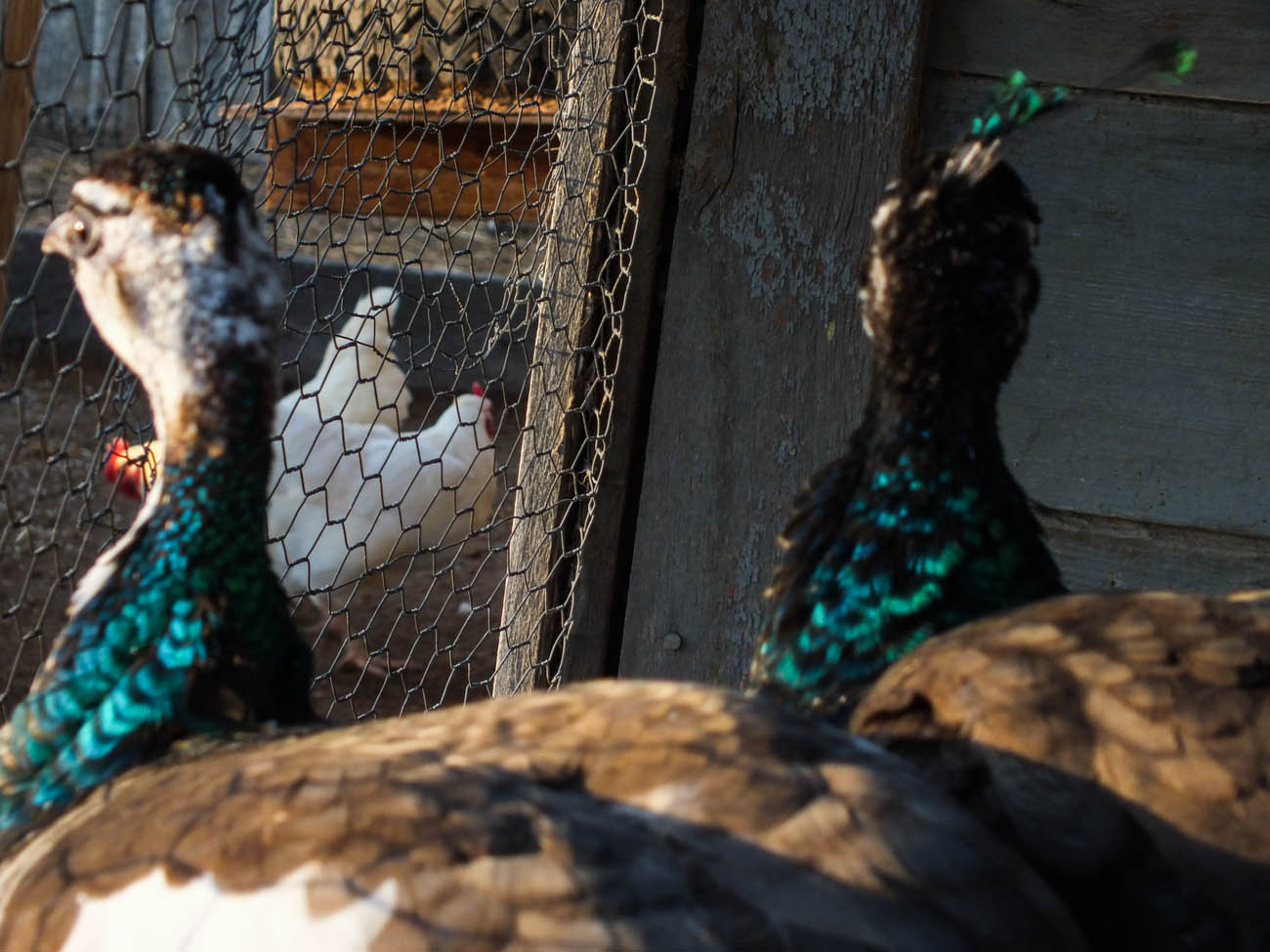 Thor - IB Pied Peacock & Calypso - IB Pied Peahen