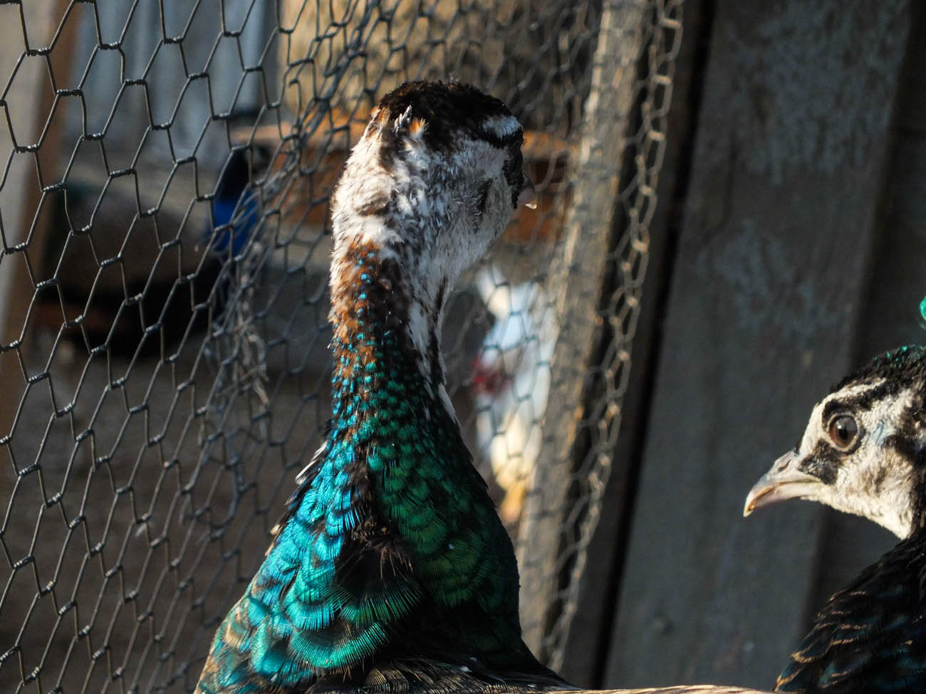 Thor - IB Pied Peacock & Calypso - IB Pied Peahen