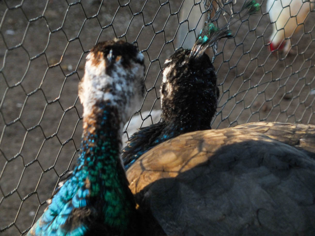 Thor - IB Pied Peacock & Calypso - IB Pied Peahen