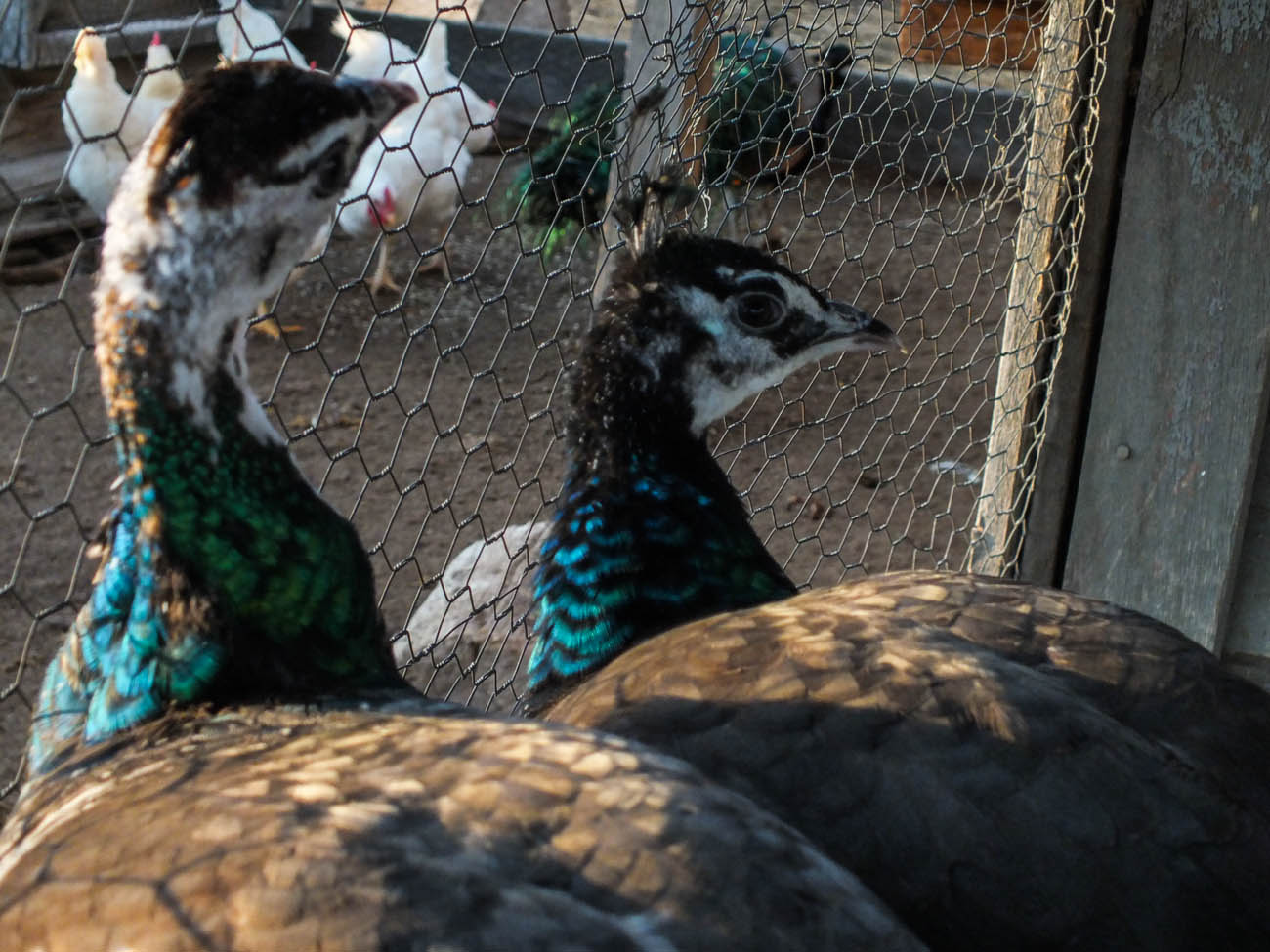 Thor - IB Pied Peacock & Calypso - IB Pied Peahen