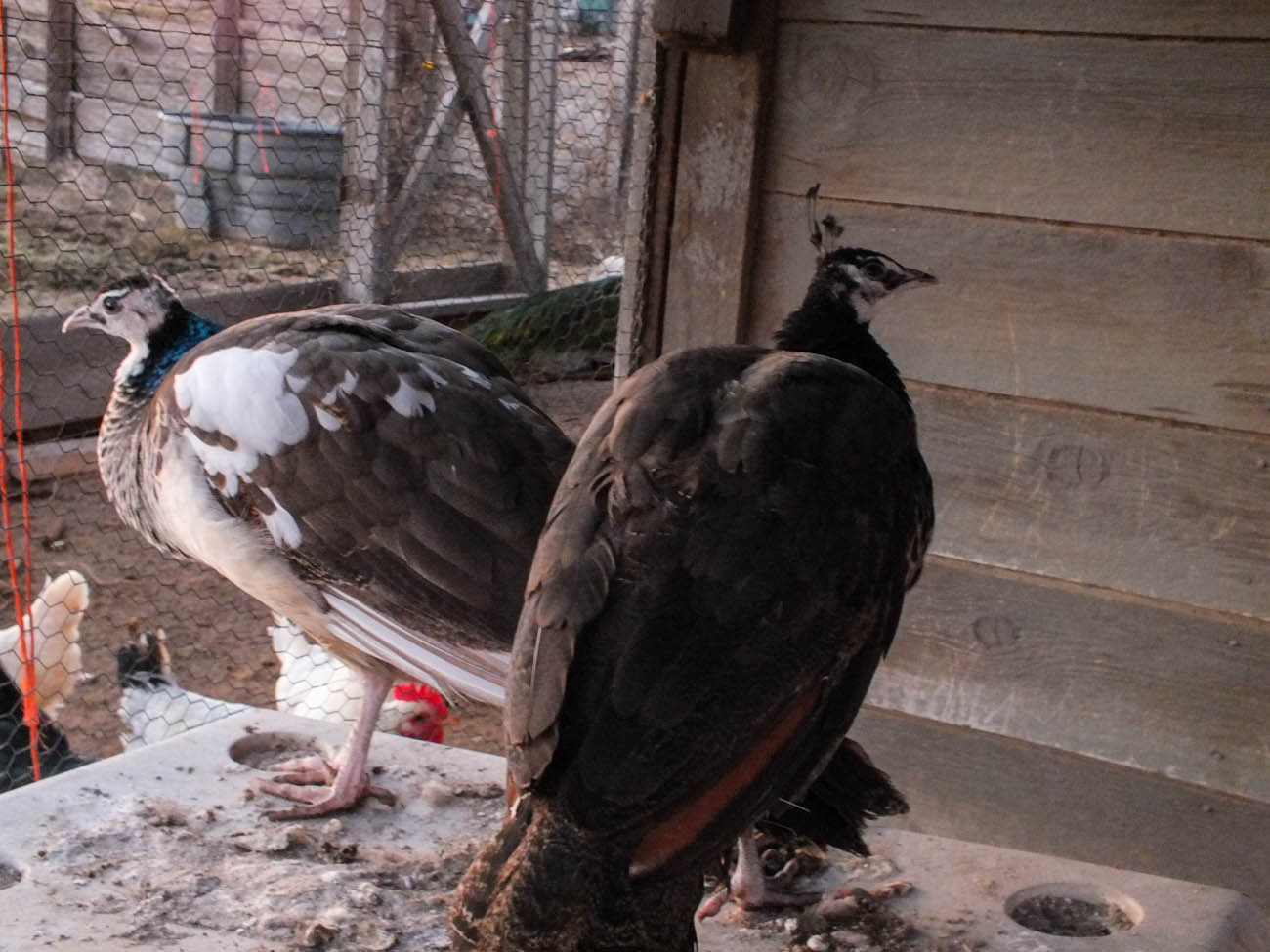 Thor - IB Pied Peacock & Calypso - IB Pied Peahen