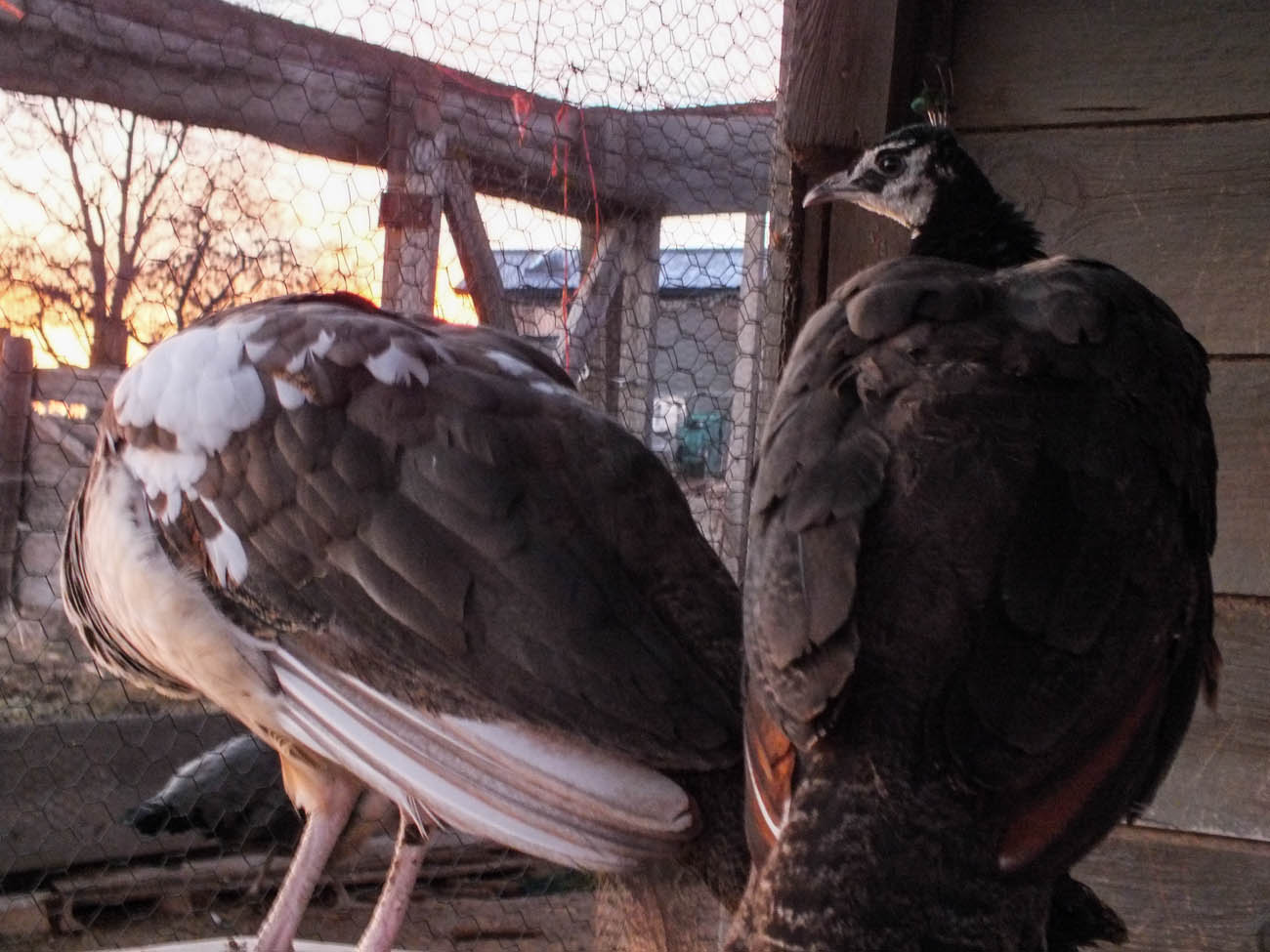 Thor - IB Pied Peacock & Calypso - IB Pied Peahen
