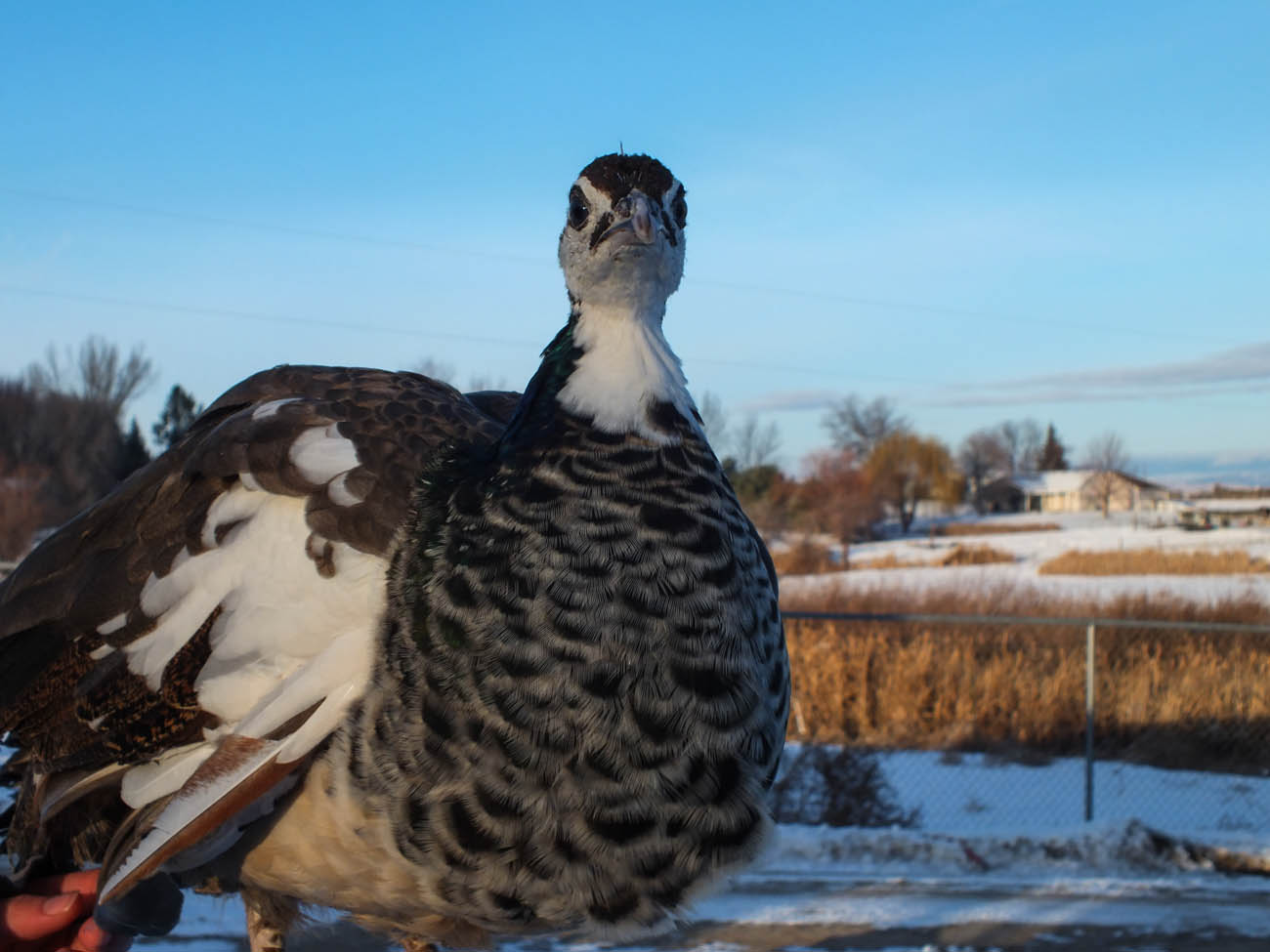 Thor - IB Pied Peacock