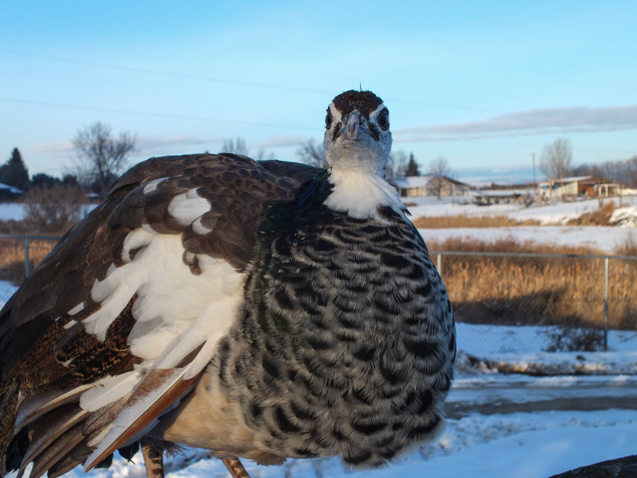 Thor - IB Pied Peacock