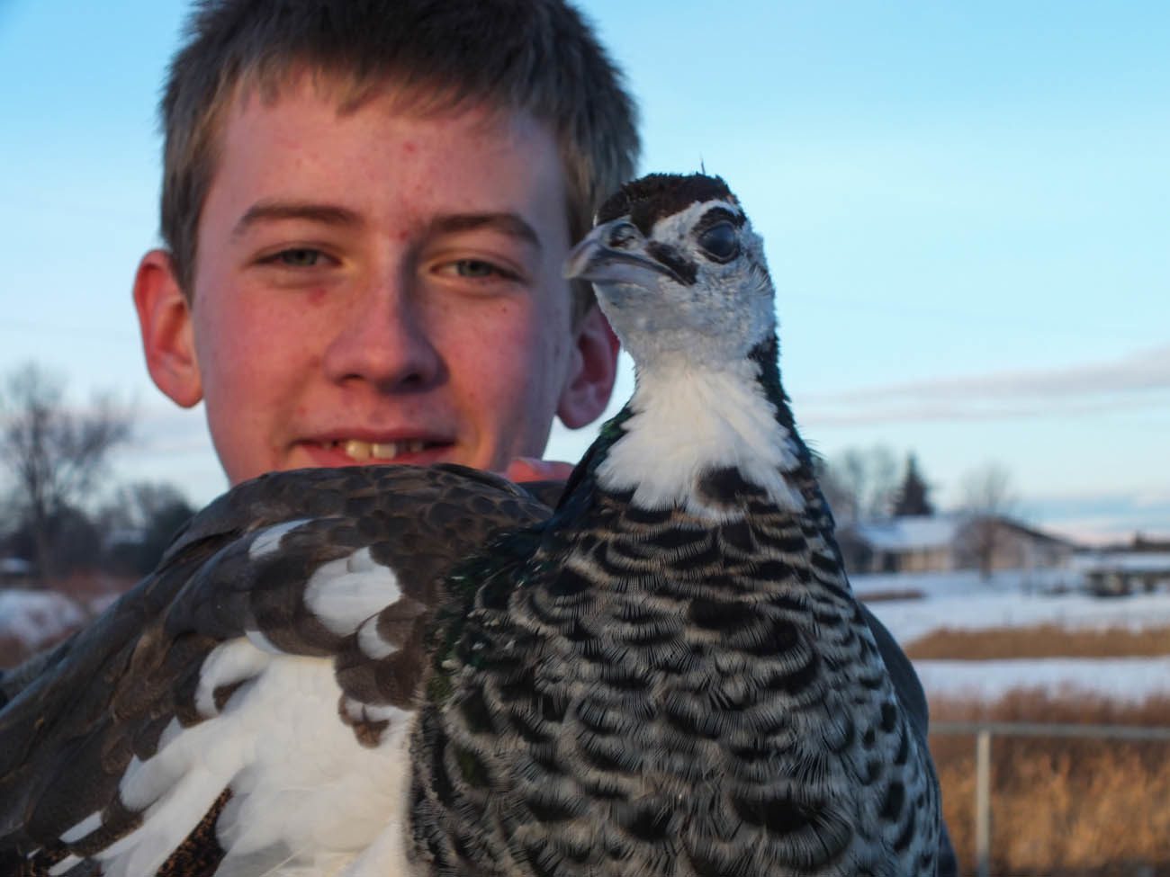 Thor - IB Pied Peacock