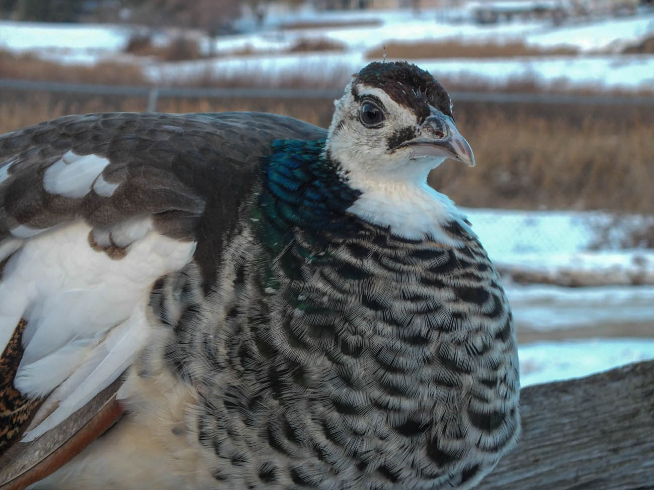 Thor - IB Pied Peacock