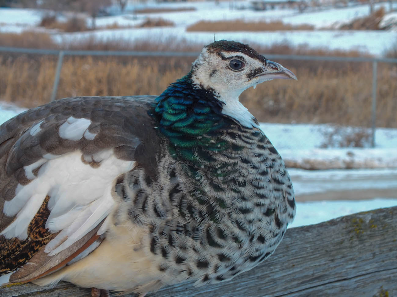 Thor - IB Pied Peacock