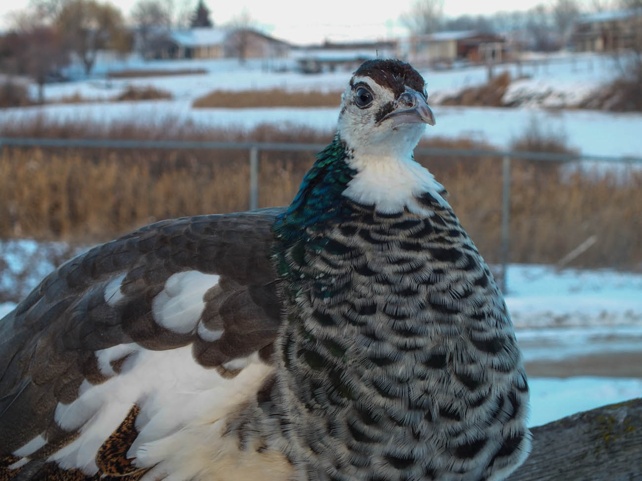 Thor - IB Pied Peacock