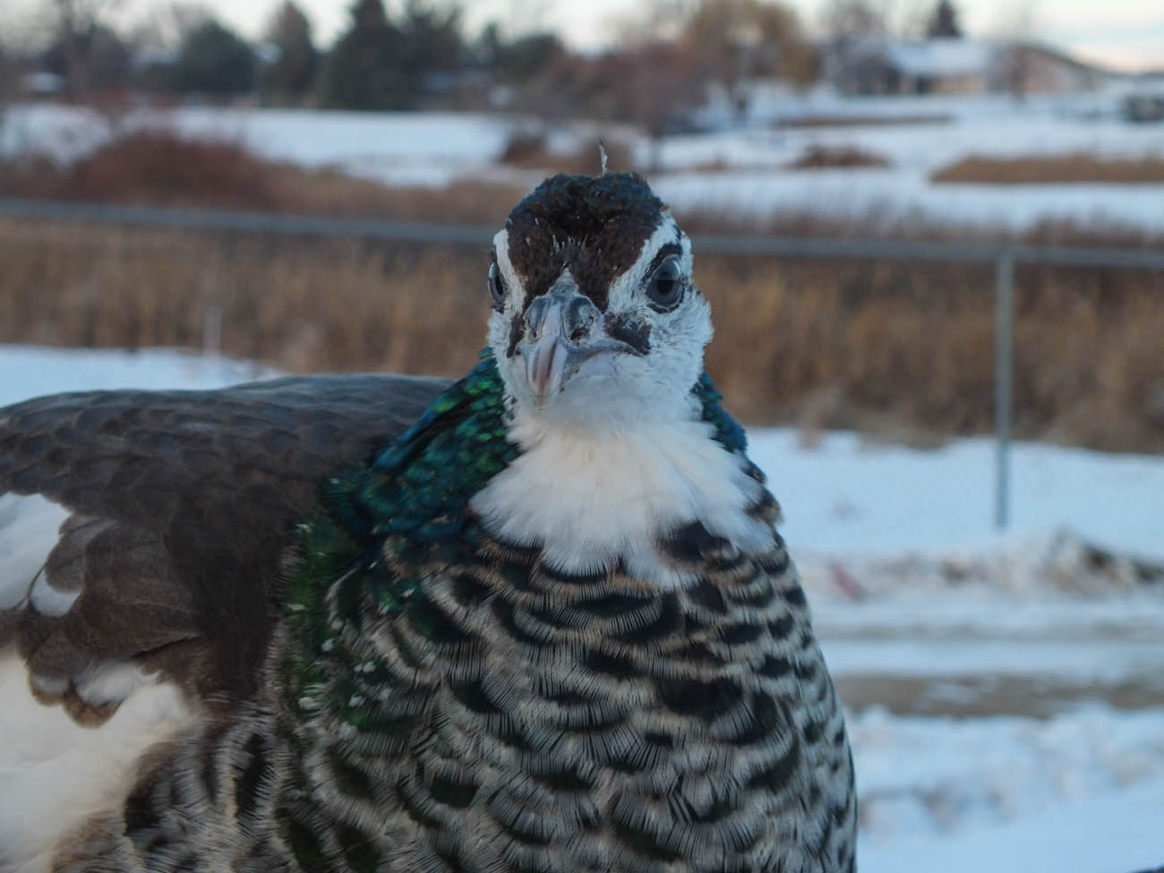 Thor - IB Pied Peacock