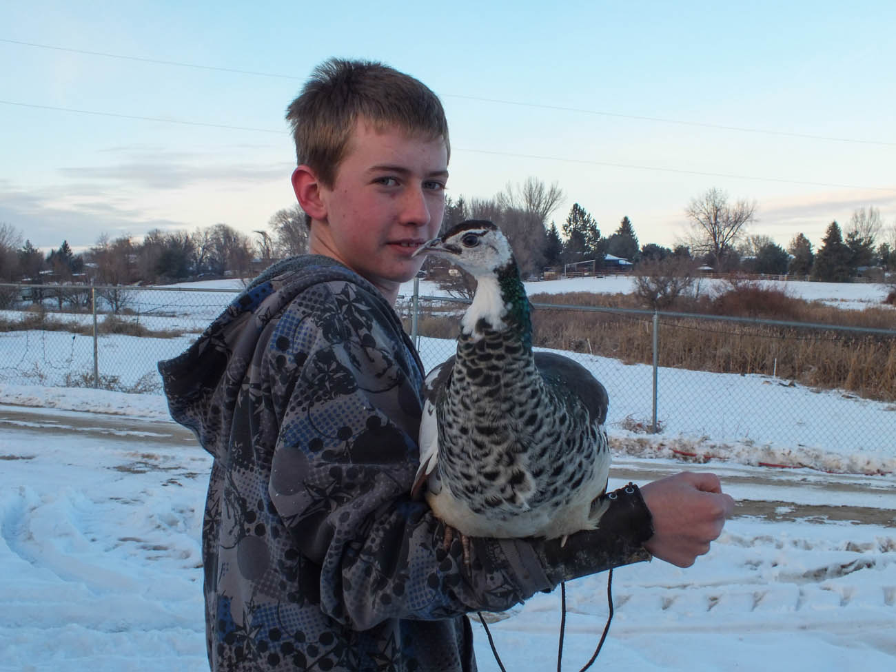 Thor - IB Pied Peacock