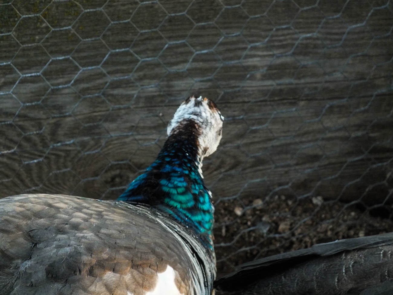 Thor - IB Pied Peacock