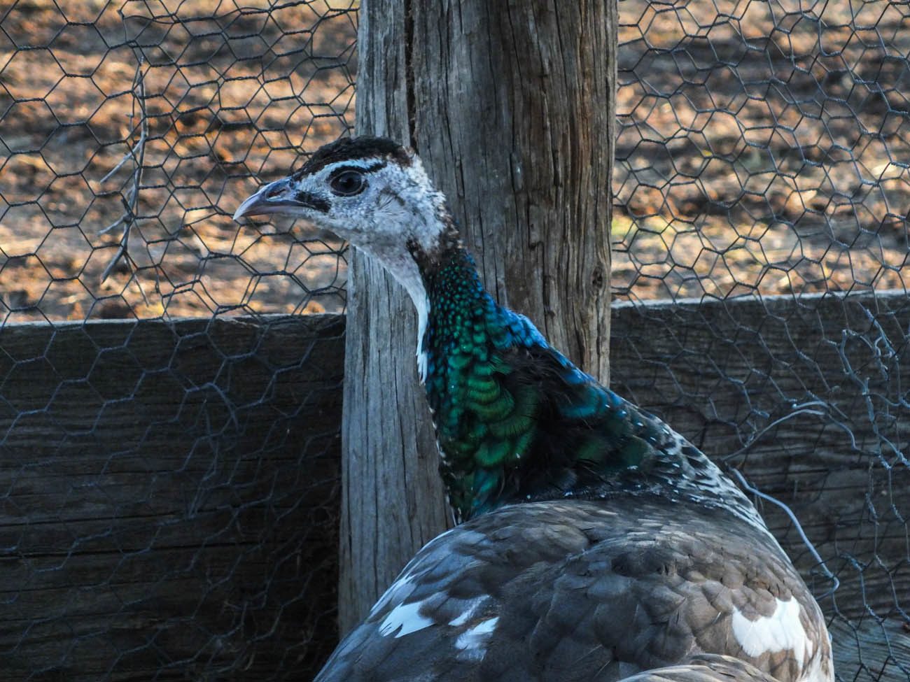 Thor - IB Pied Peacock