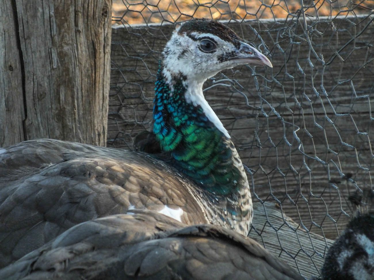 Thor - IB Pied Peacock