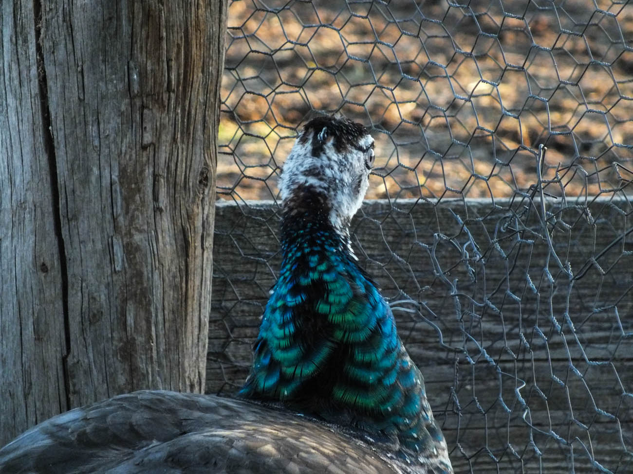 Thor - IB Pied Peacock