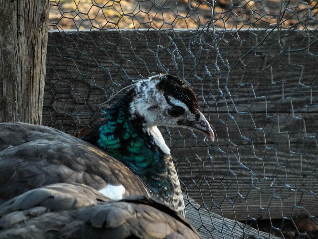 Thor - IB Pied Peacock