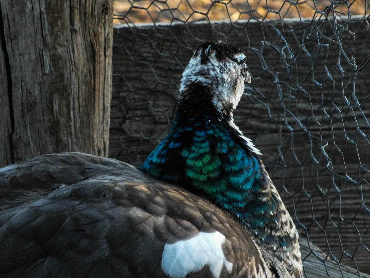 Thor - IB Pied Peacock
