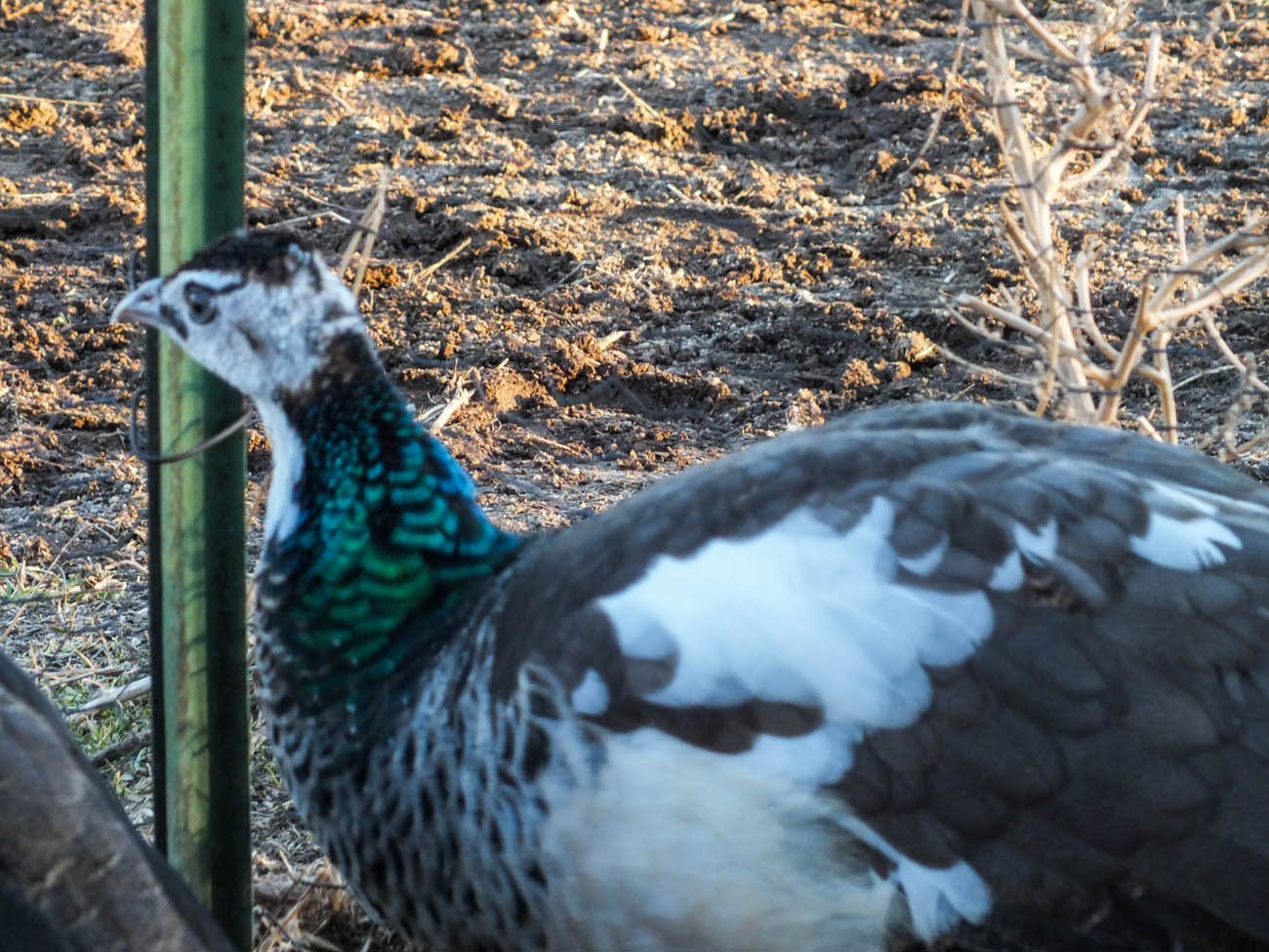 Thor - IB Pied Peacock