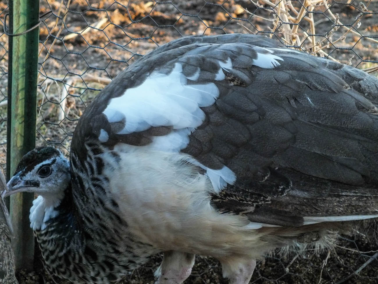 Thor - IB Pied Peacock