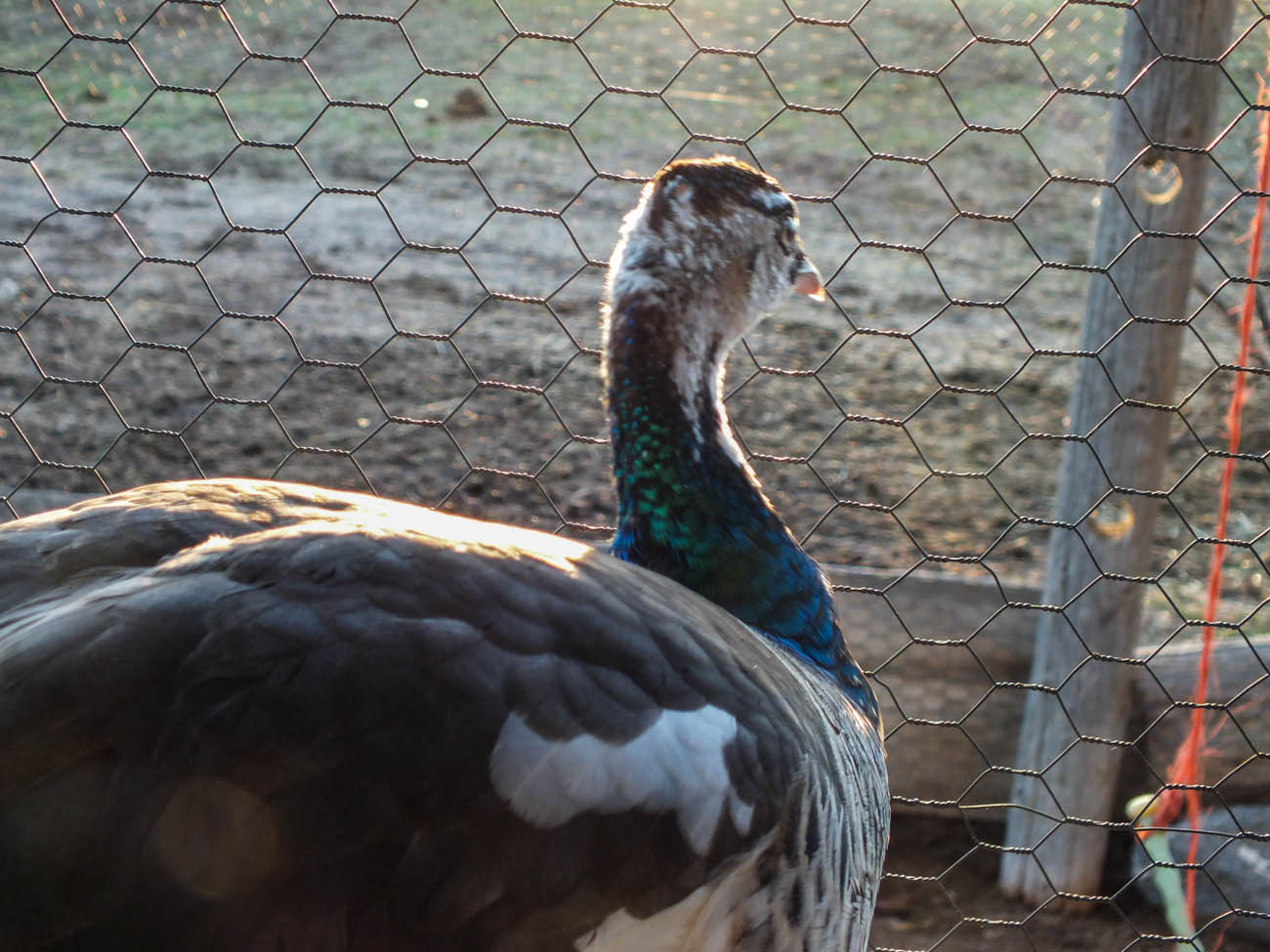 Thor - IB Pied Peacock
