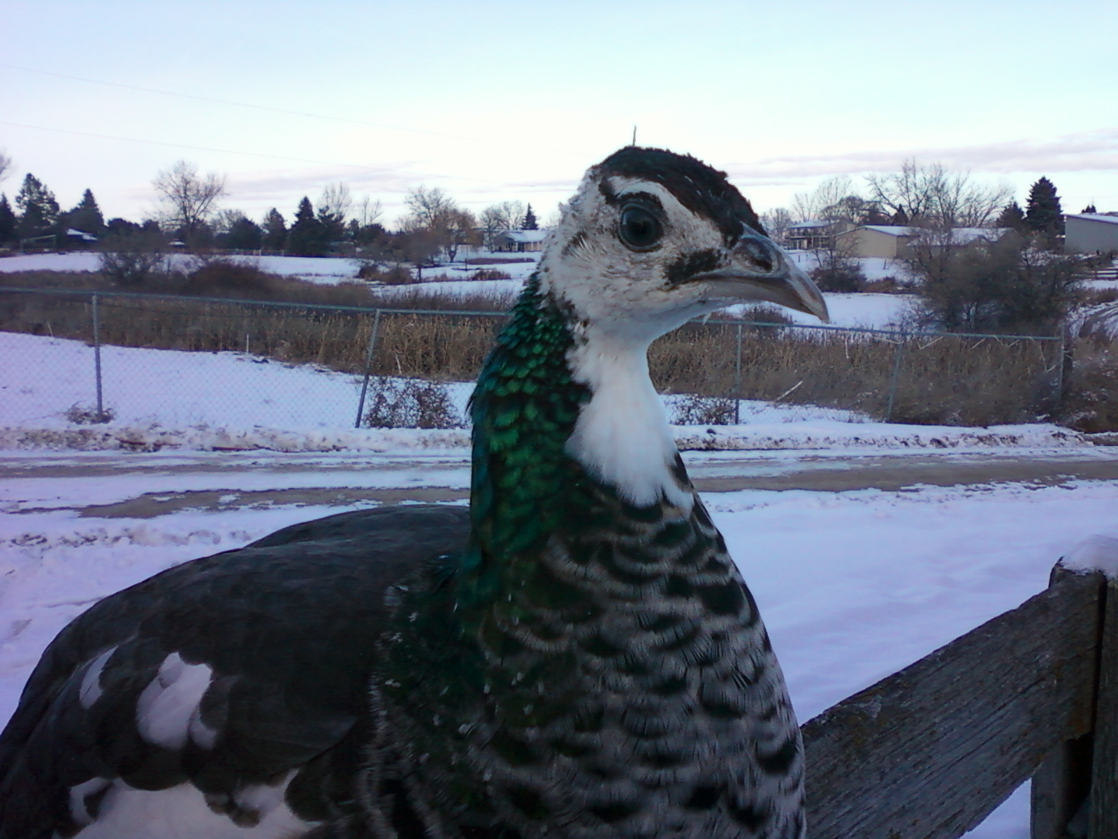 Thor - IB Pied Peacock