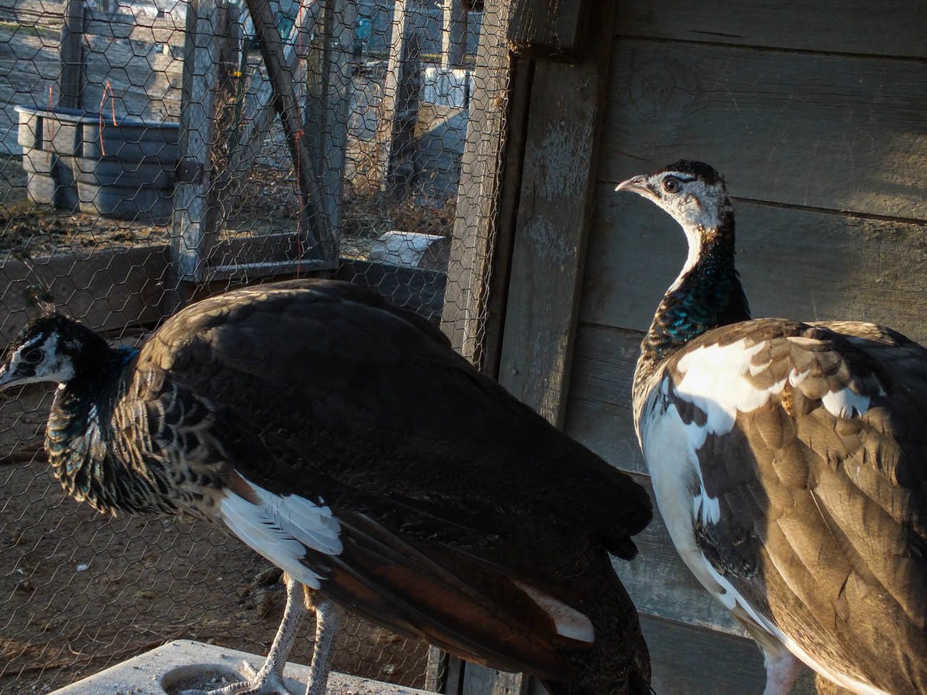 Thor - Spalding Peacock (Left) & Calypso - Spalding Peahen (Right)