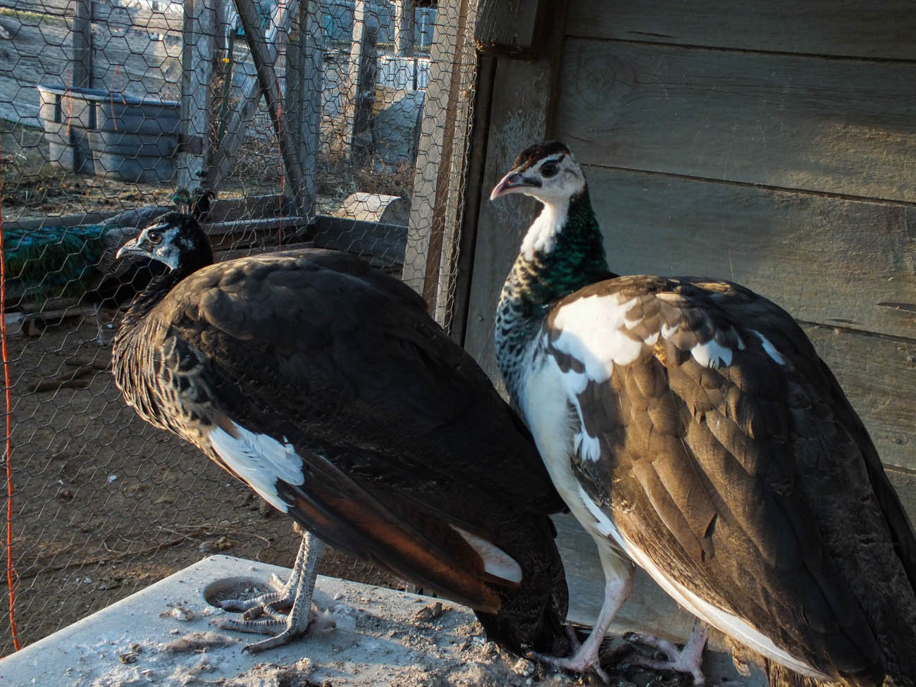 Thor - Spalding Peacock (Left) & Calypso - Spalding Peahen (Right)