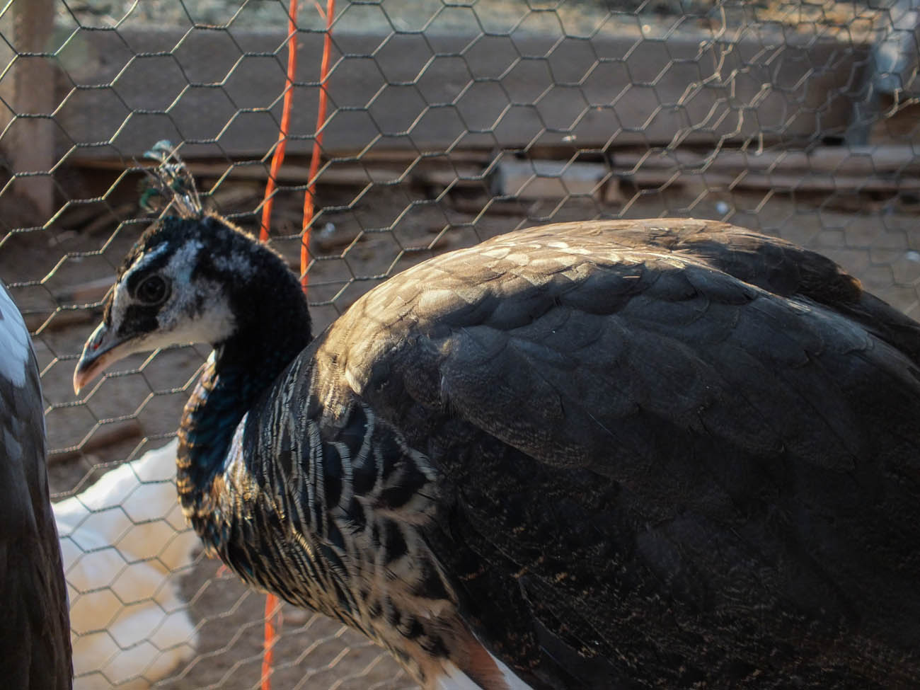 Thor - Spalding Peacock